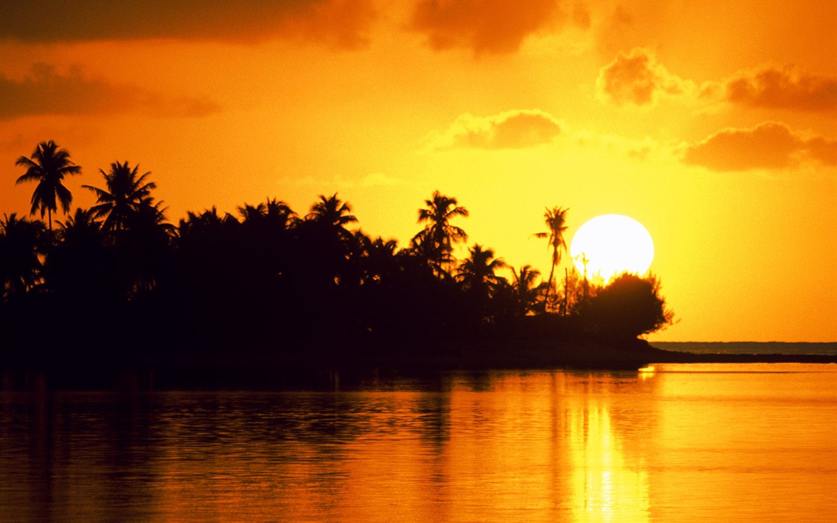 Palm tree sunset wallpaper (2) #1 - 1680x1050