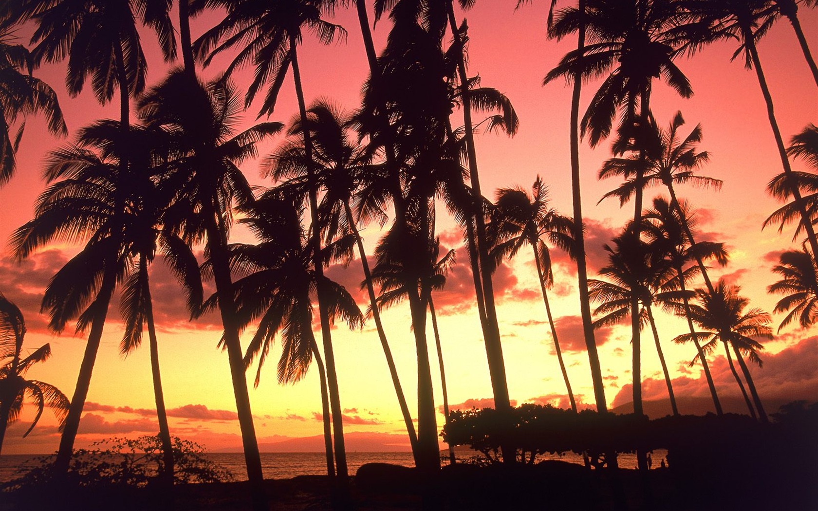 Fond d'écran Palm arbre coucher de soleil (2) #3 - 1680x1050