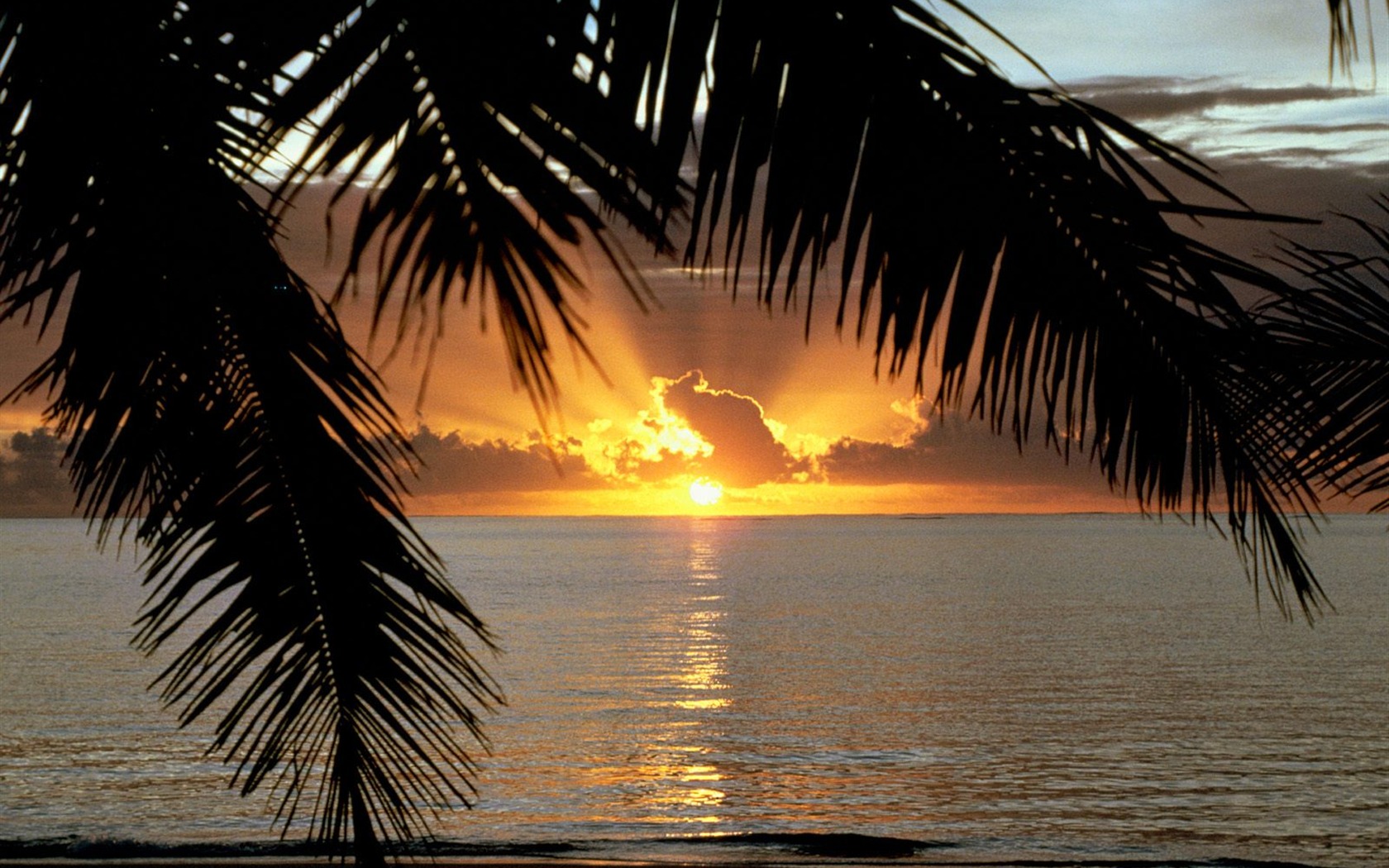 Palm tree sunset wallpaper (2) #14 - 1680x1050
