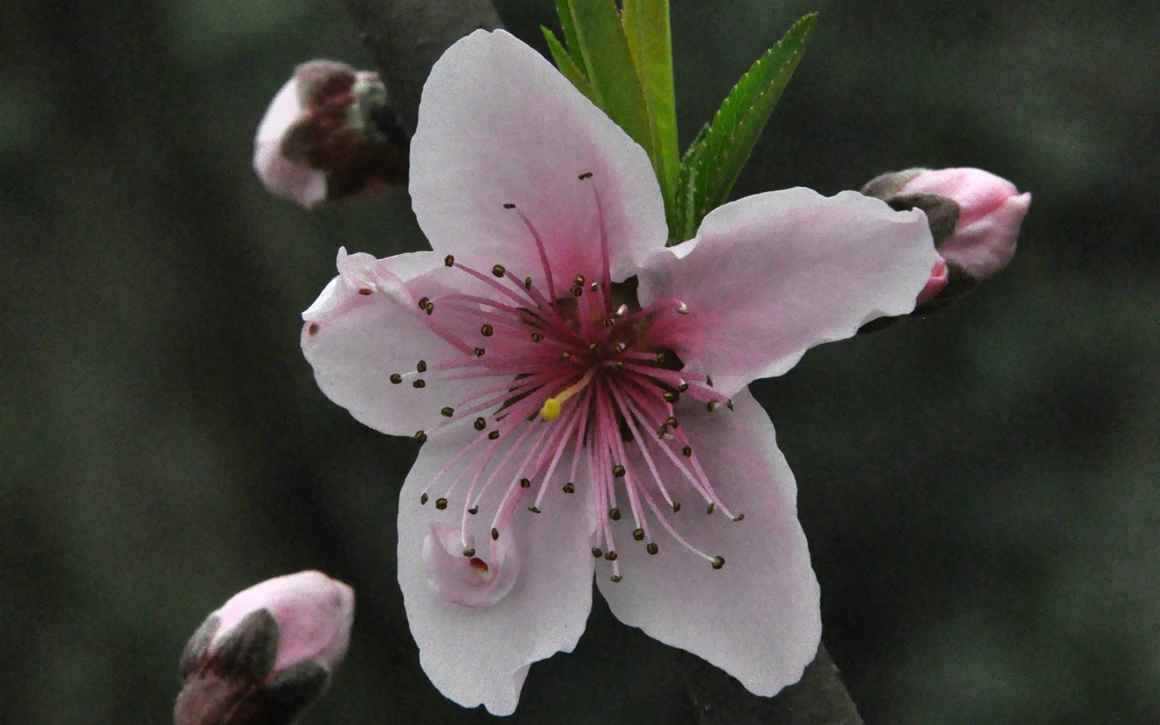 Reveal fragrant flowers (old Kang OK works) #12 - 1680x1050