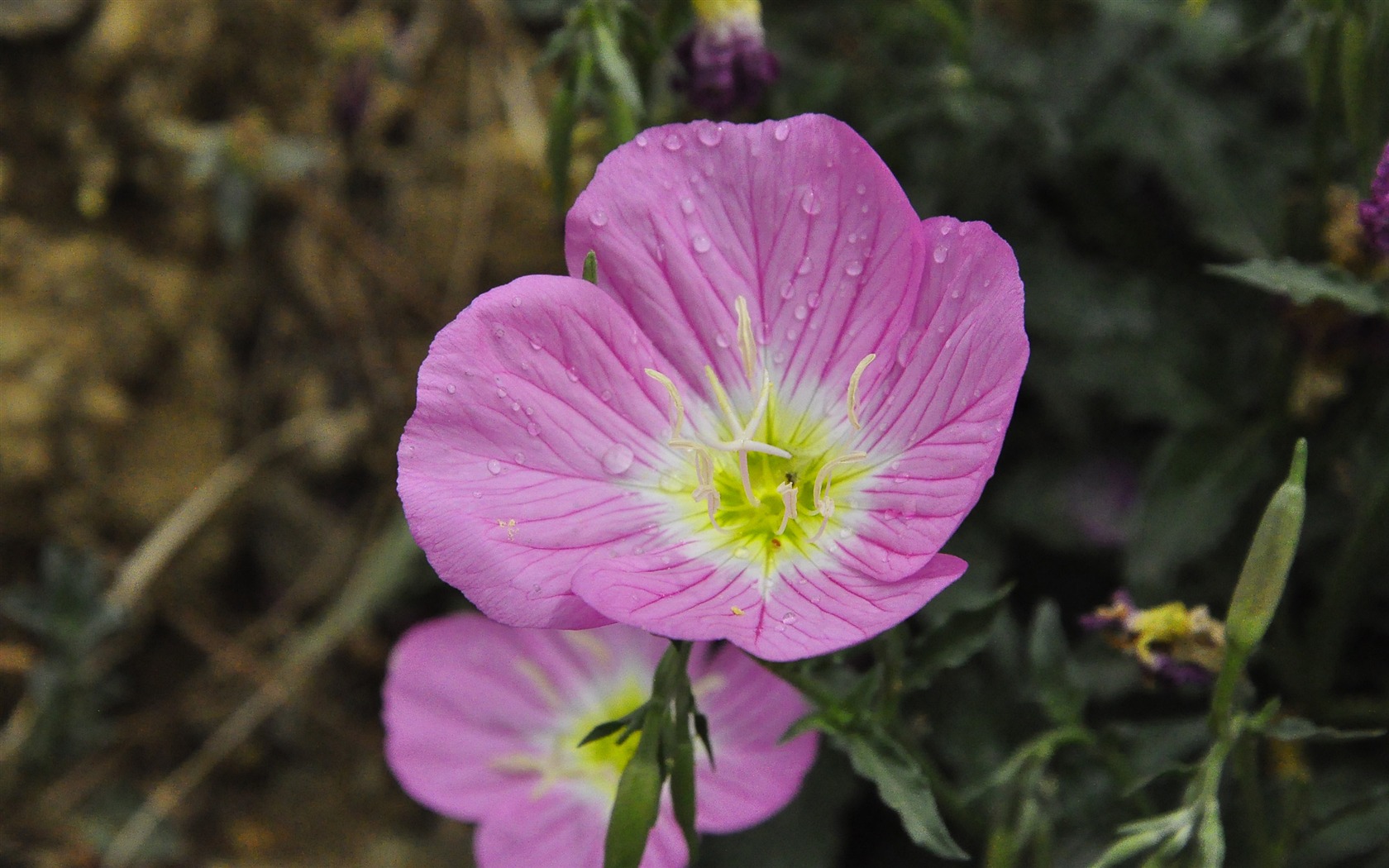 Reveal fragrant flowers (old Kang OK works) #24 - 1680x1050