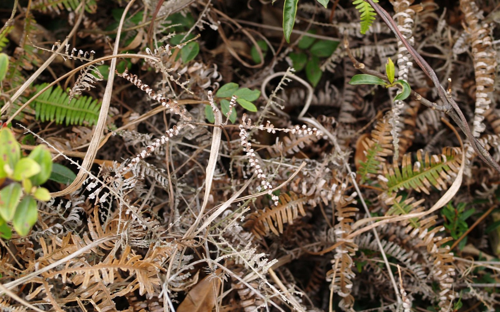 E500 Plant Feature (tjkdplayer works) #10 - 1680x1050