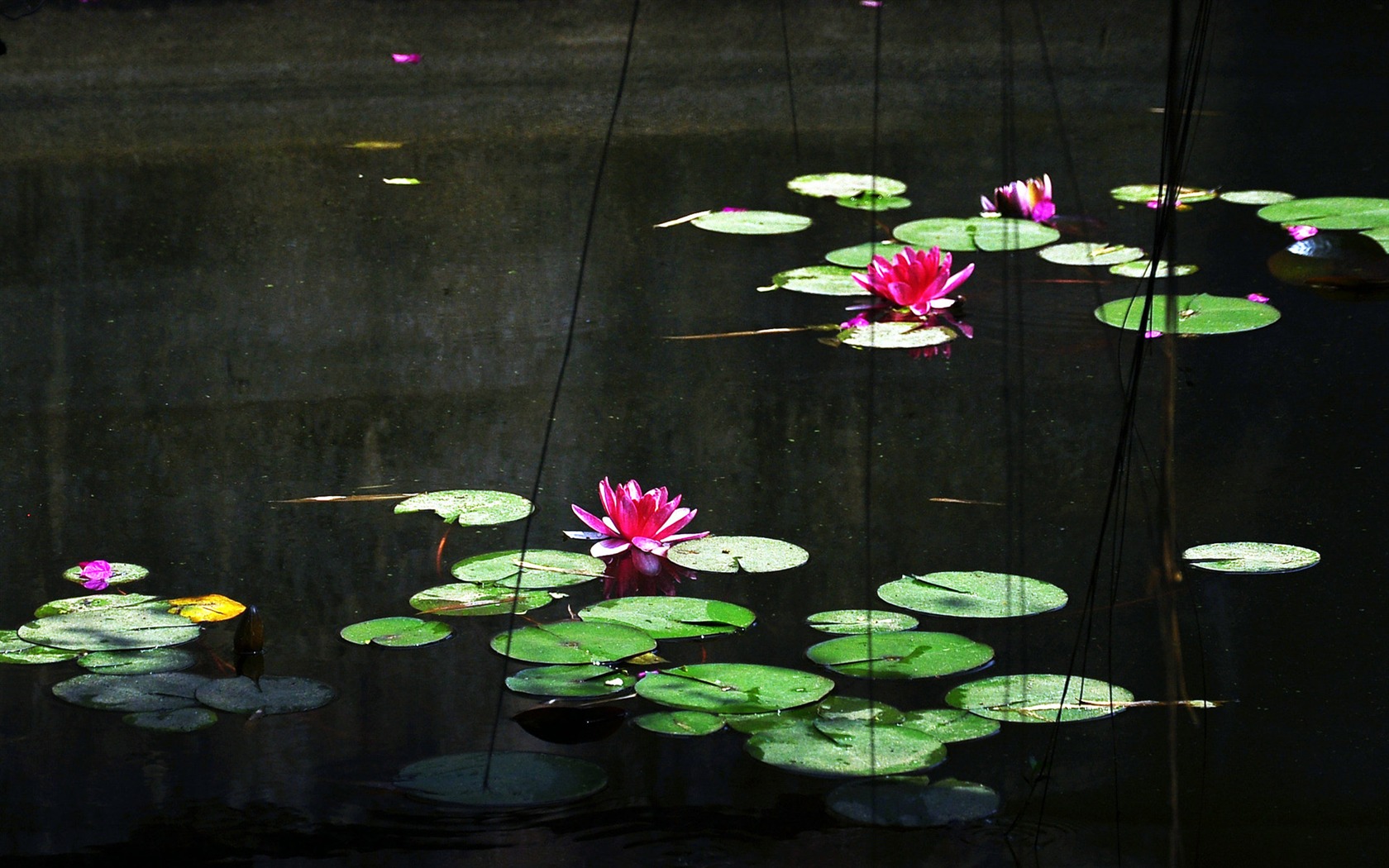 Flowers blooming (Old Hong OK works) #18 - 1680x1050