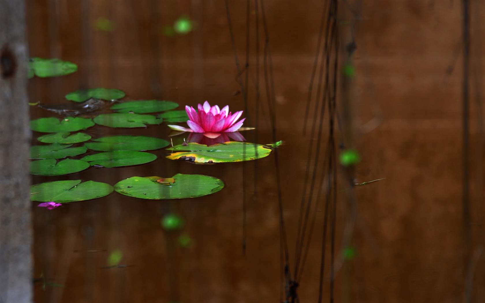 Flower close-up (Old Hong OK works) #3 - 1680x1050