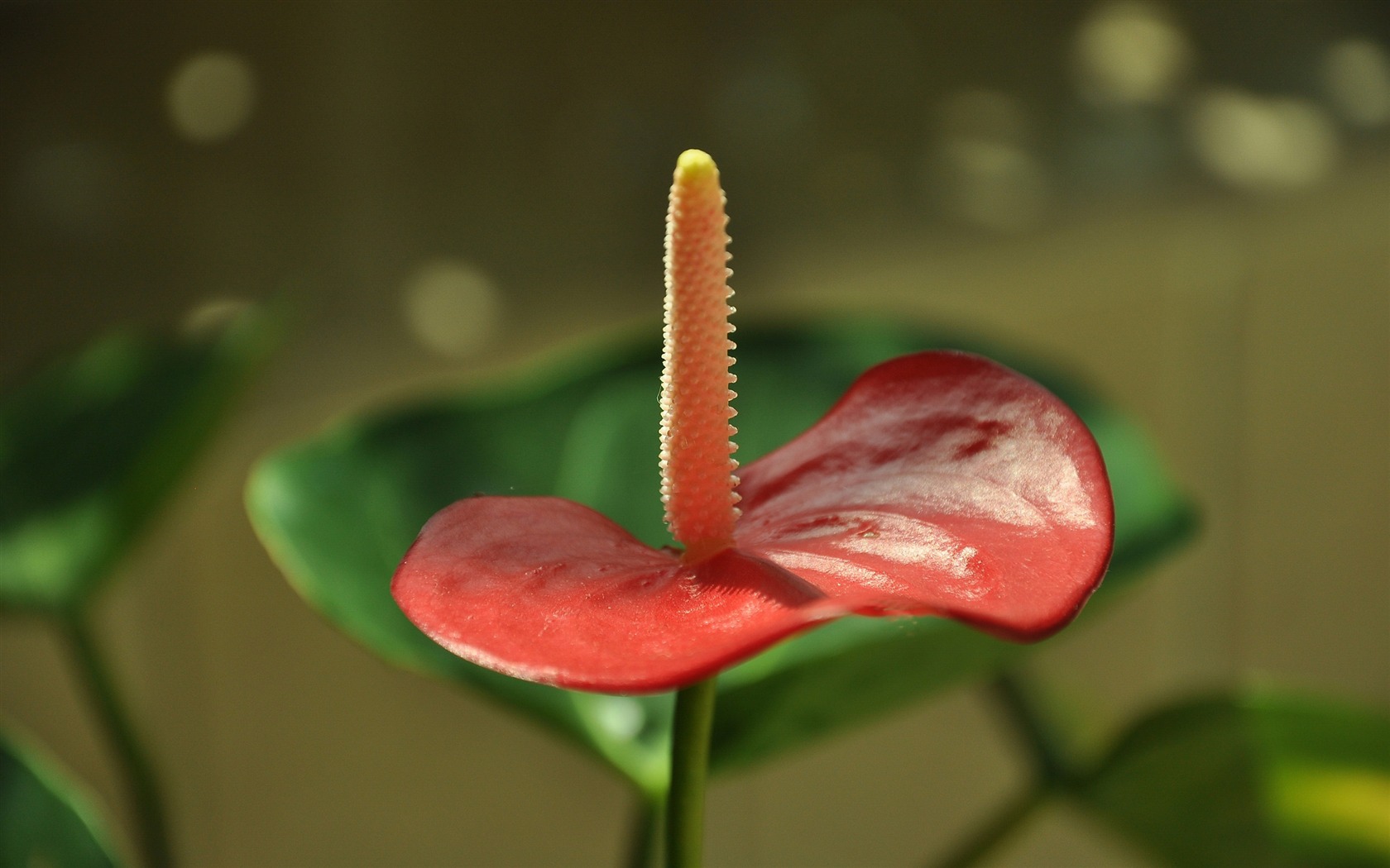 Flower Close-up (Old Hong OK Werke) #8 - 1680x1050