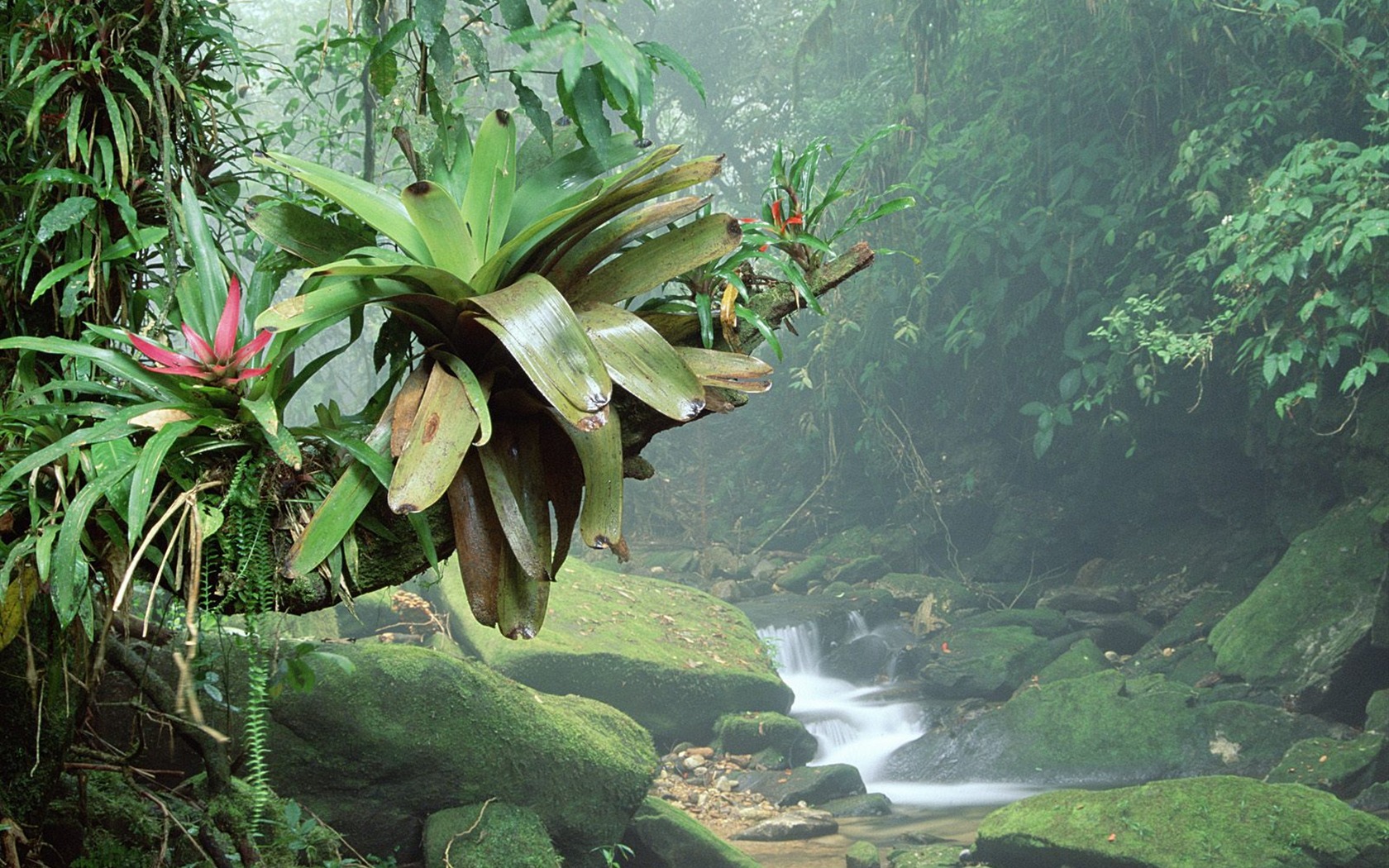 Waterfall streams wallpaper (5) #17 - 1680x1050