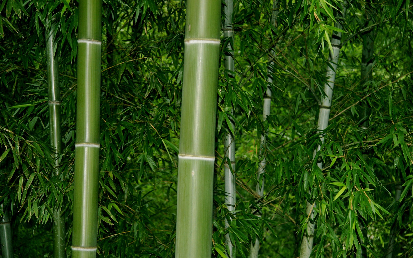 Fotografování krajiny (1) (Li Shanquan práce) #5 - 1680x1050