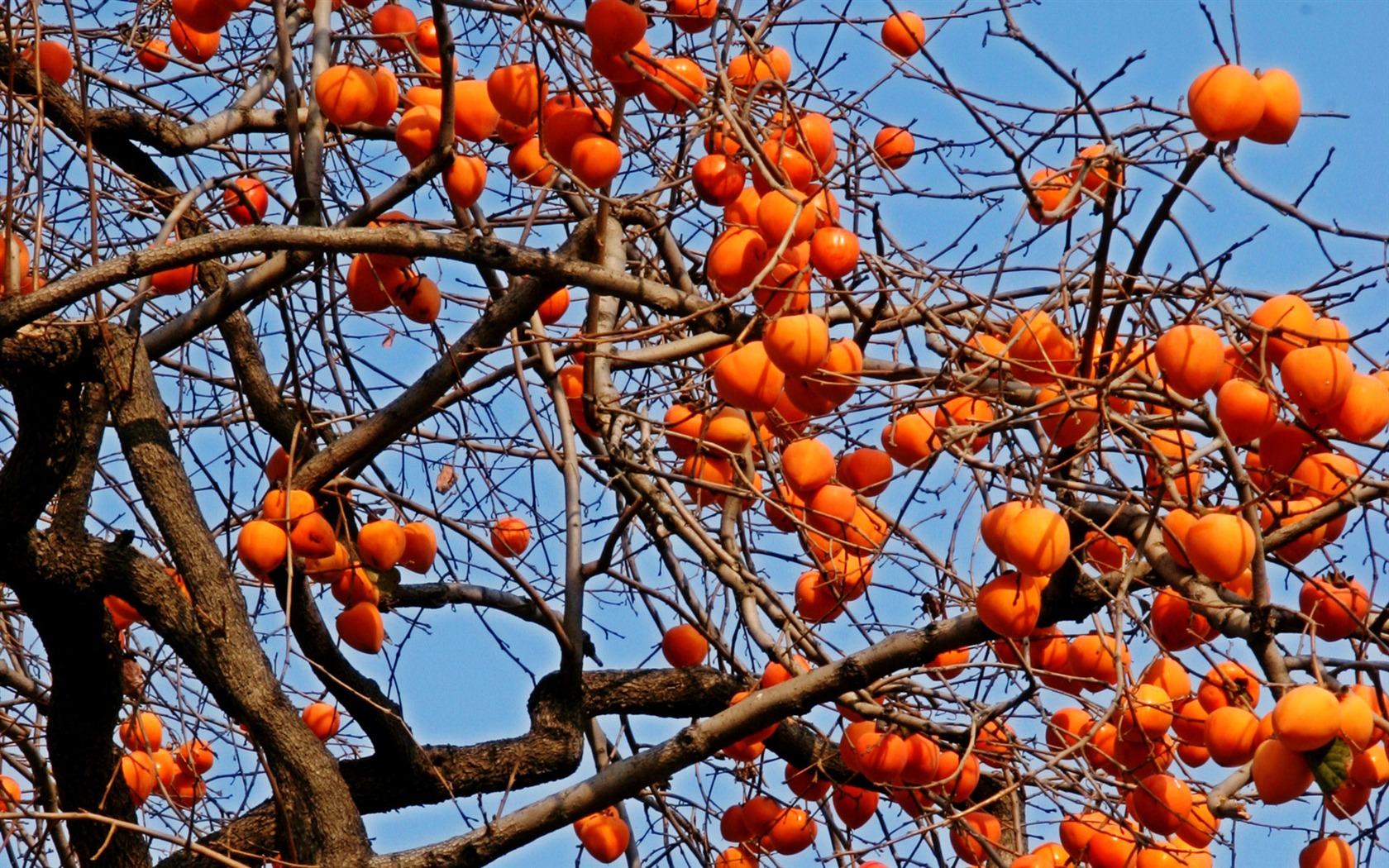 Fotografování krajiny (2) (Li Shanquan práce) #3 - 1680x1050
