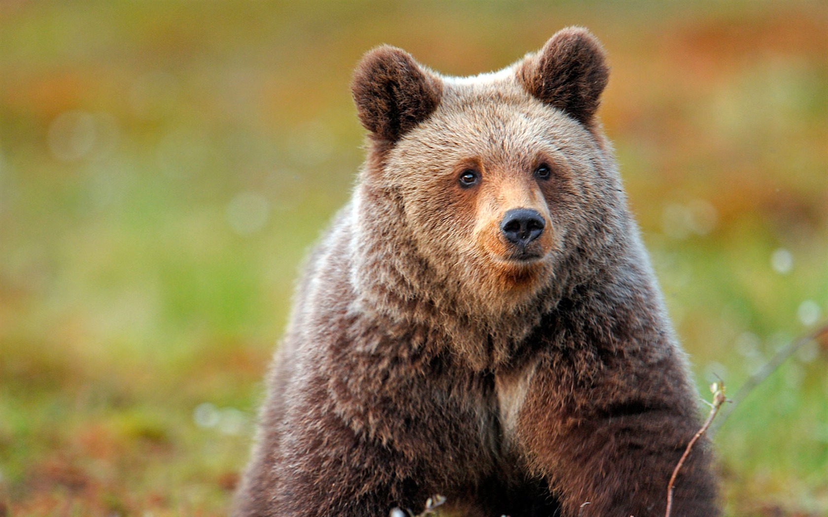 National Geographic animal wallpaper album (1) #4 - 1680x1050