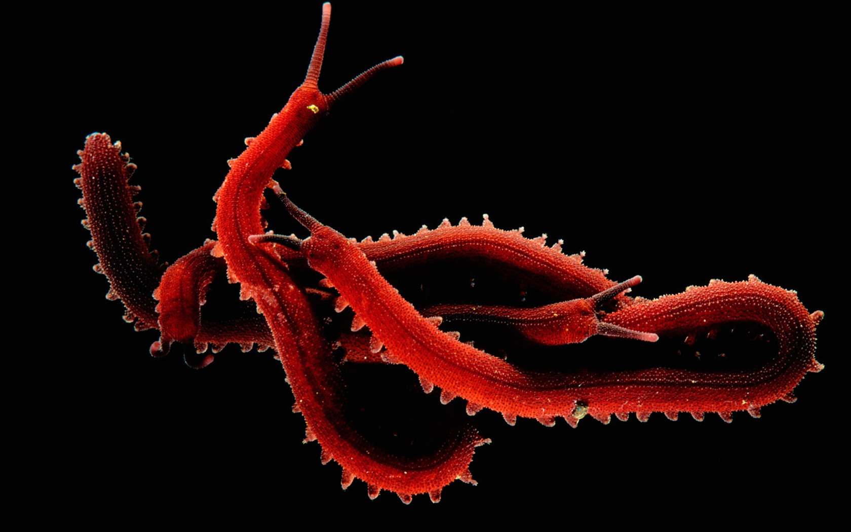 National Geographic animal wallpaper album (1) #13 - 1680x1050