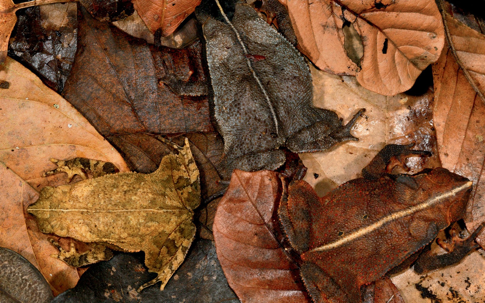 National Geographic zvířecí tapety album (2) #3 - 1680x1050