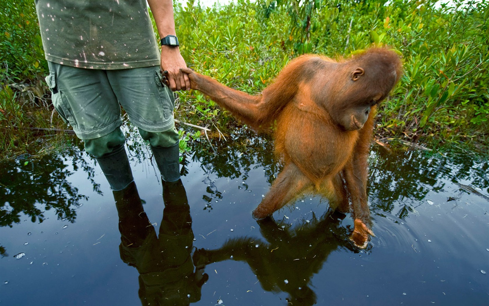 National Geographic animal wallpaper album (4) #5 - 1680x1050