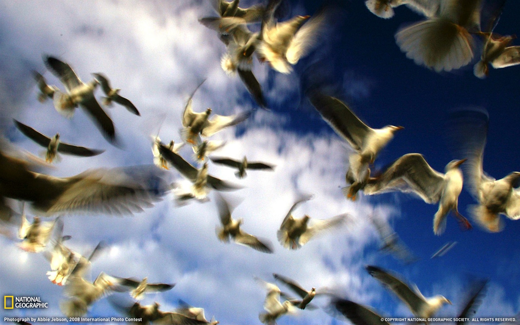 National Geographic zvířecí tapety album (4) #10 - 1680x1050