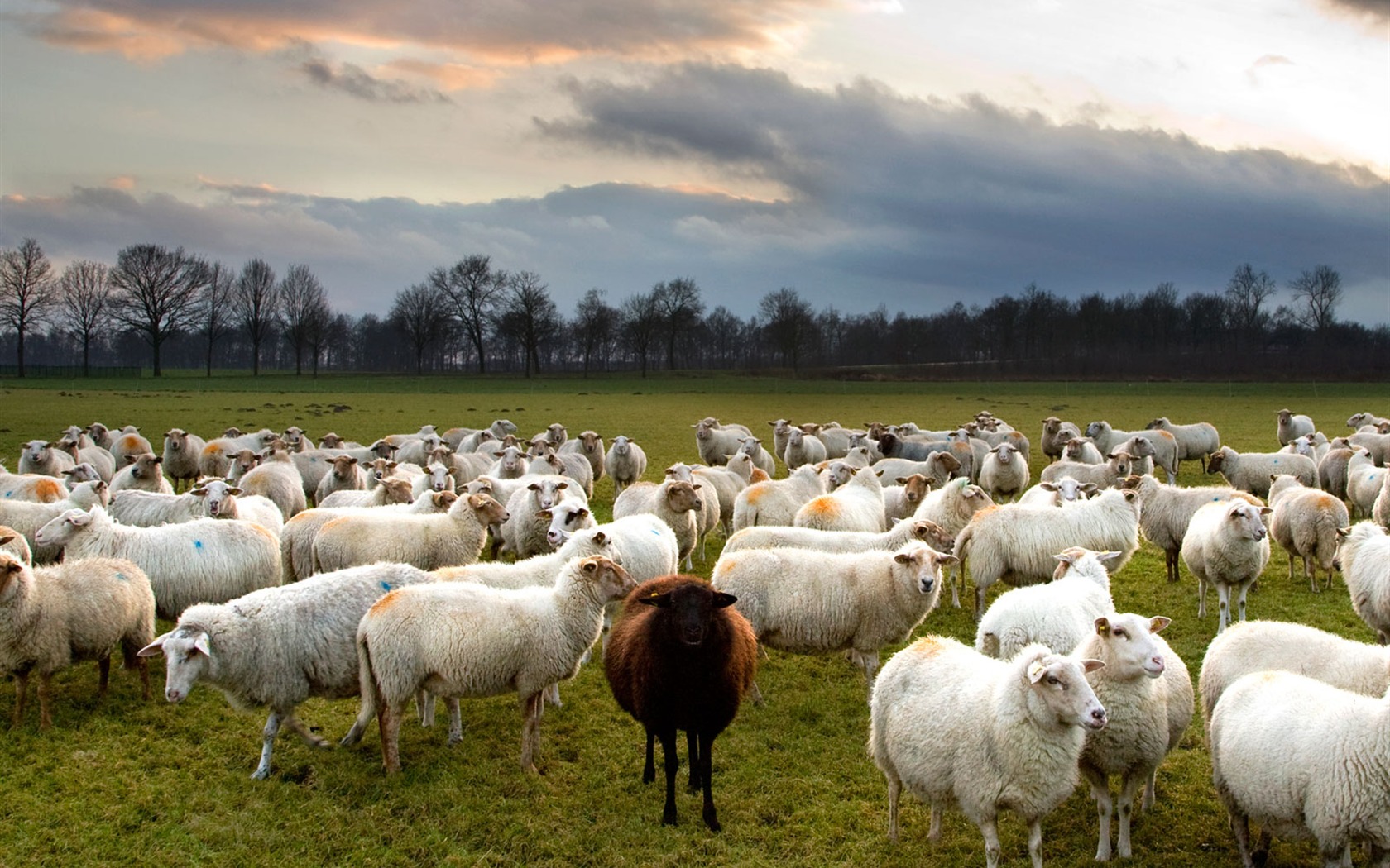 National Geographic animal wallpaper album (5) #18 - 1680x1050
