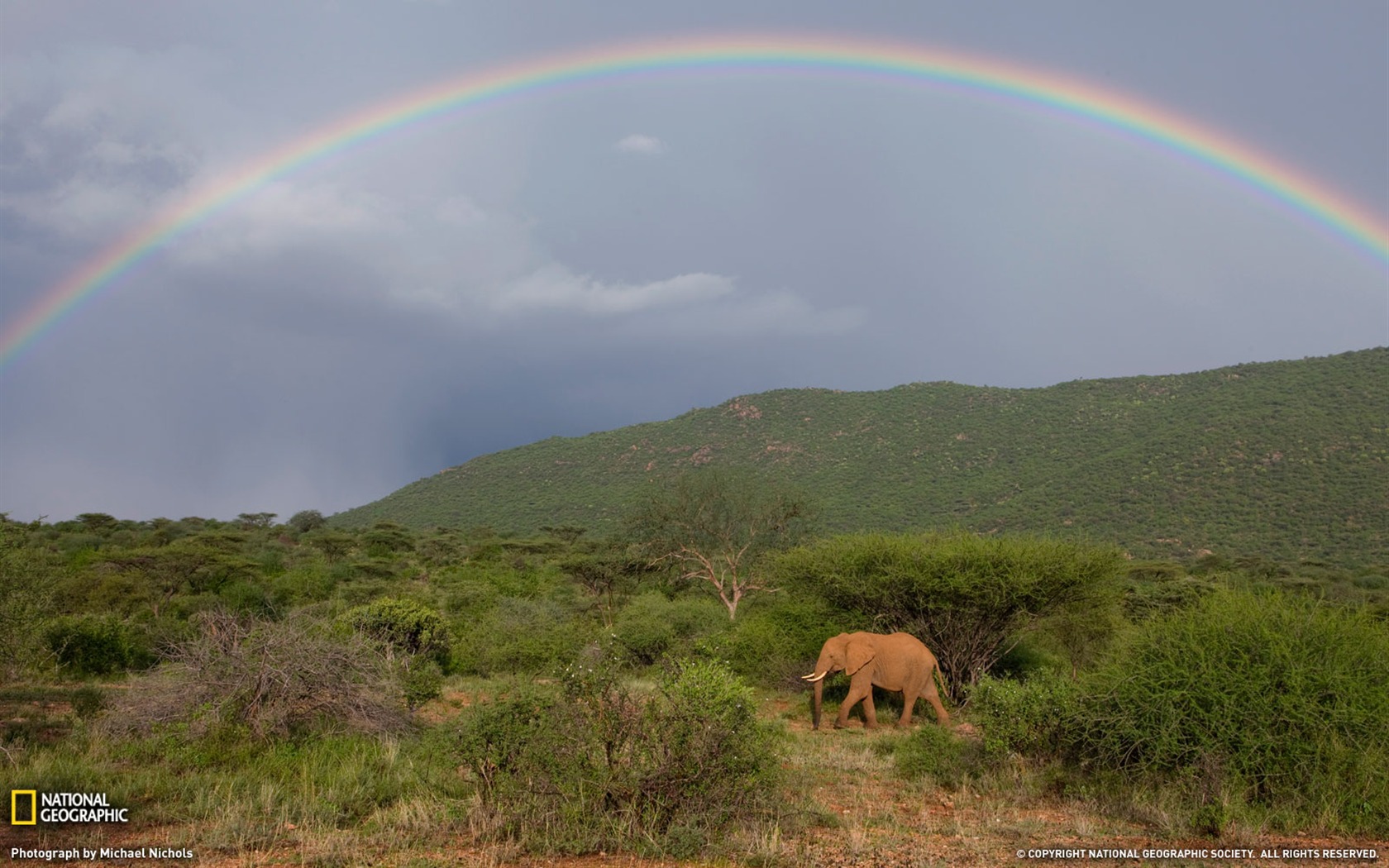 National Geographic animal wallpaper album (6) #16 - 1680x1050