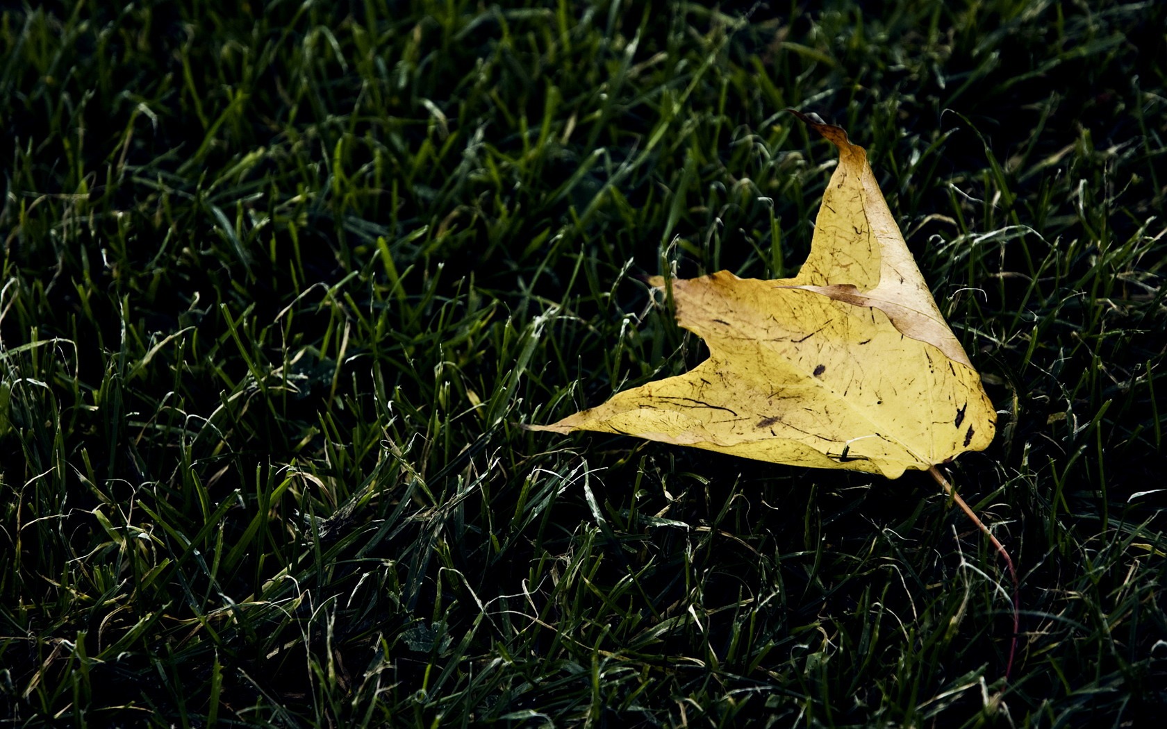 Non-tradiční obrazovce tapeta #9 - 1680x1050