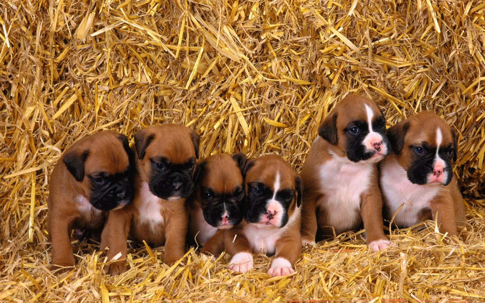 PET Kolekce Tapety na plochu (1) #4 - 1680x1050