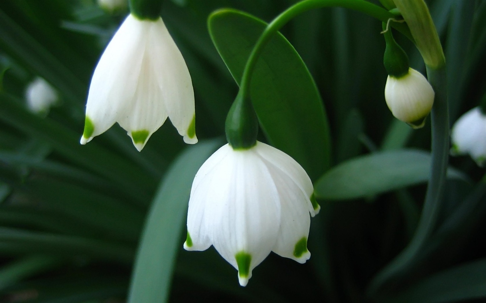 Widescreen wallpaper flowers close-up (11) #3 - 1680x1050