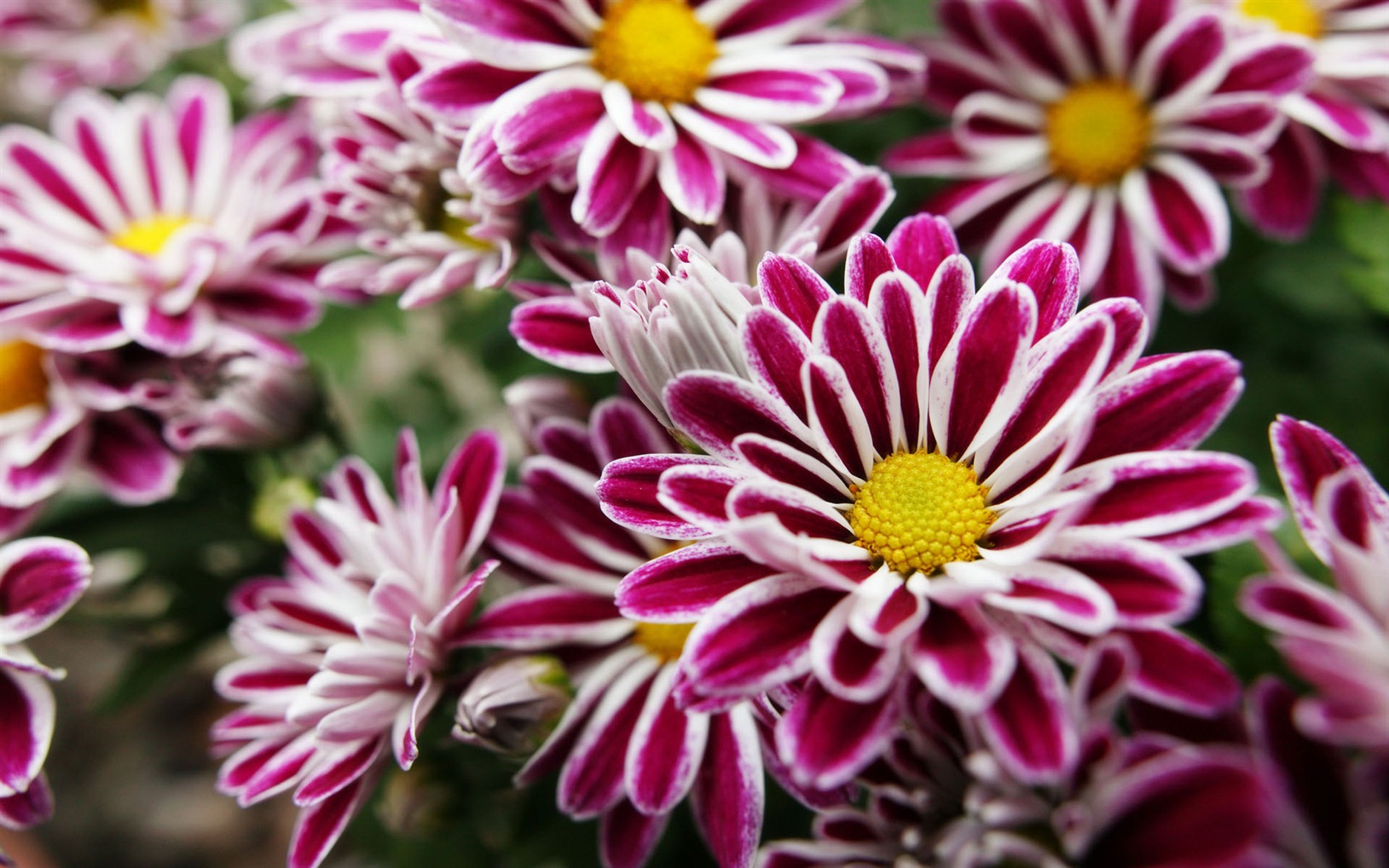 Widescreen wallpaper flowers close-up (11) #12 - 1680x1050