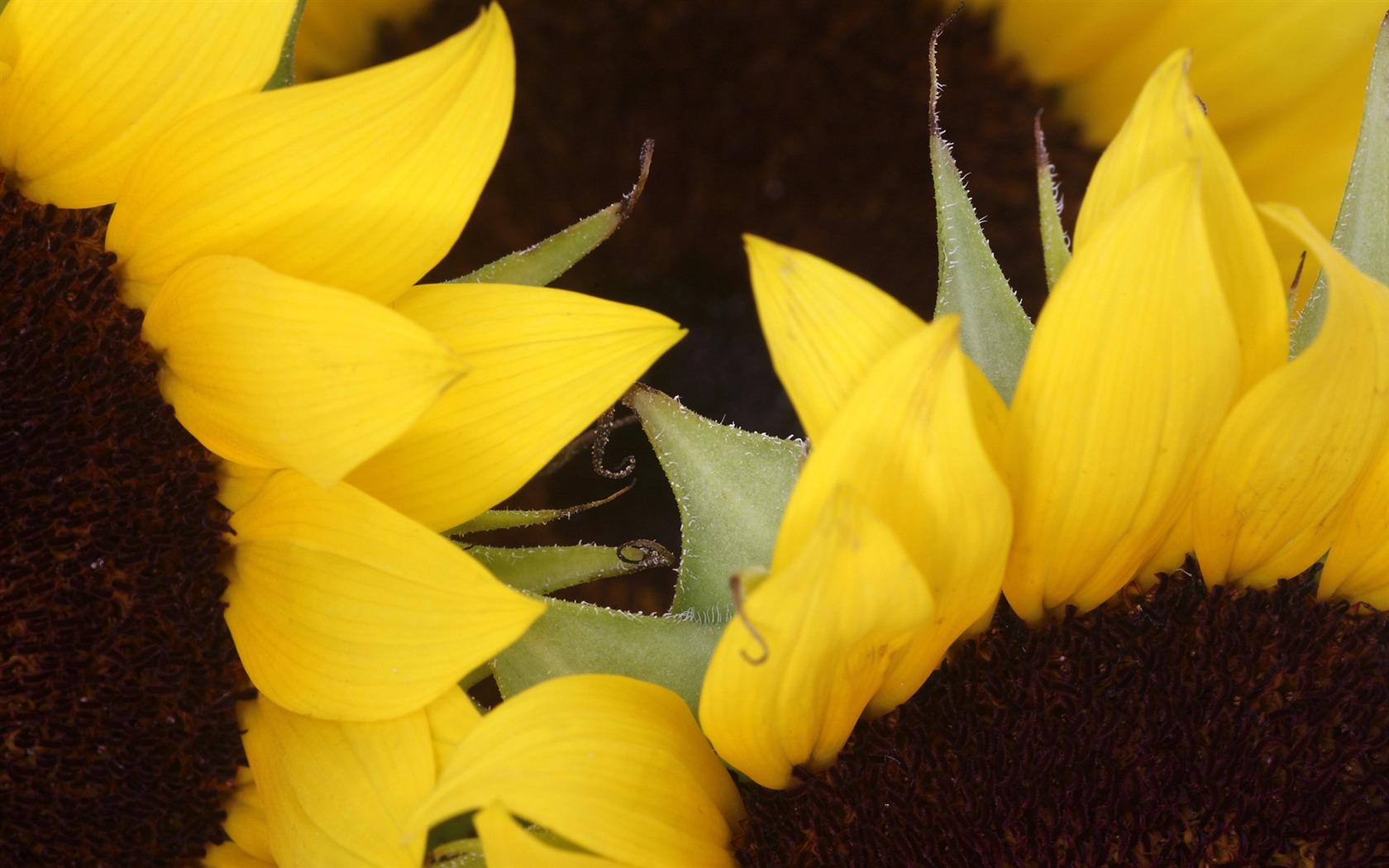 Widescreen wallpaper flowers close-up (11) #16 - 1680x1050