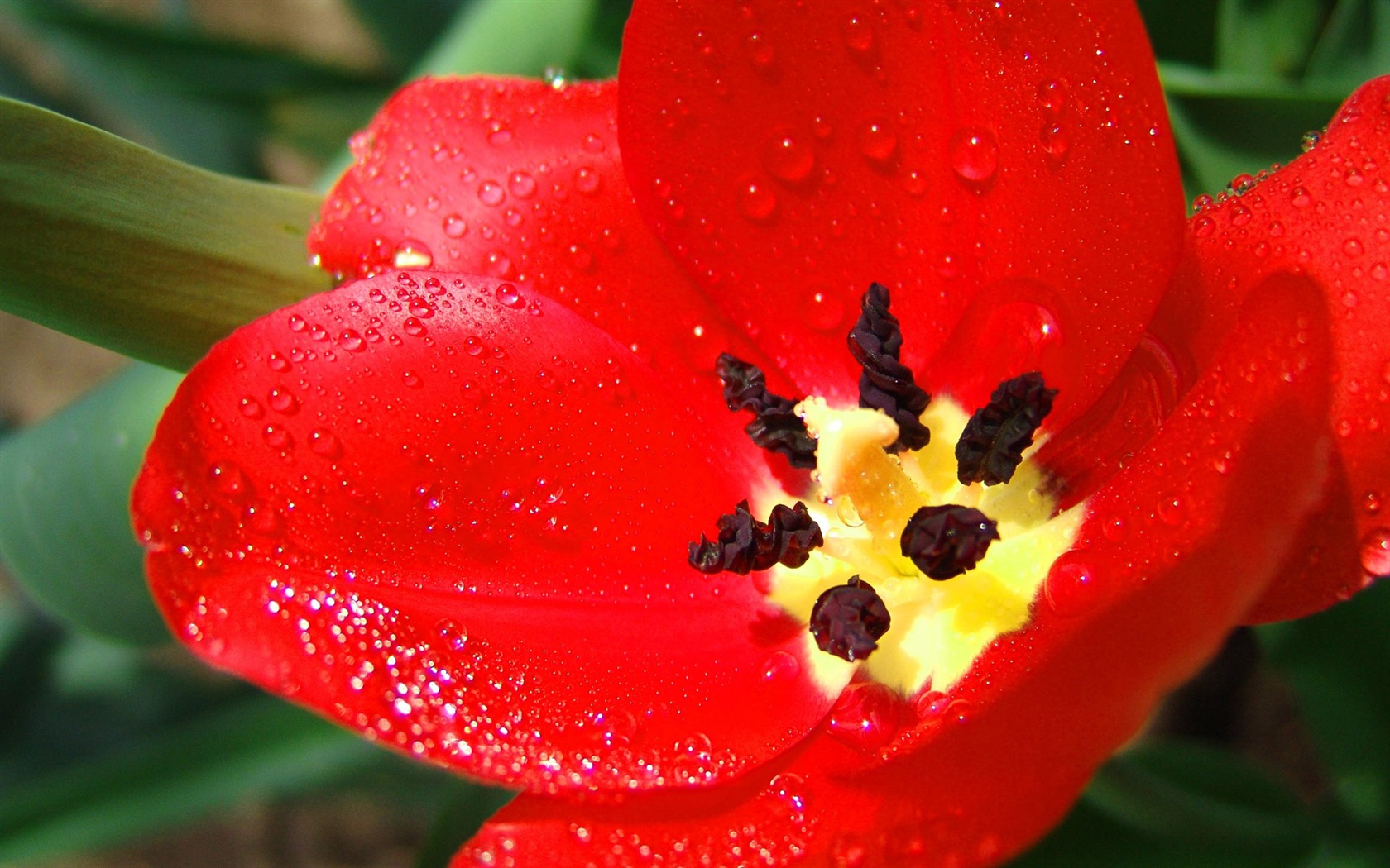 Widescreen wallpaper flowers close-up (11) #17 - 1680x1050