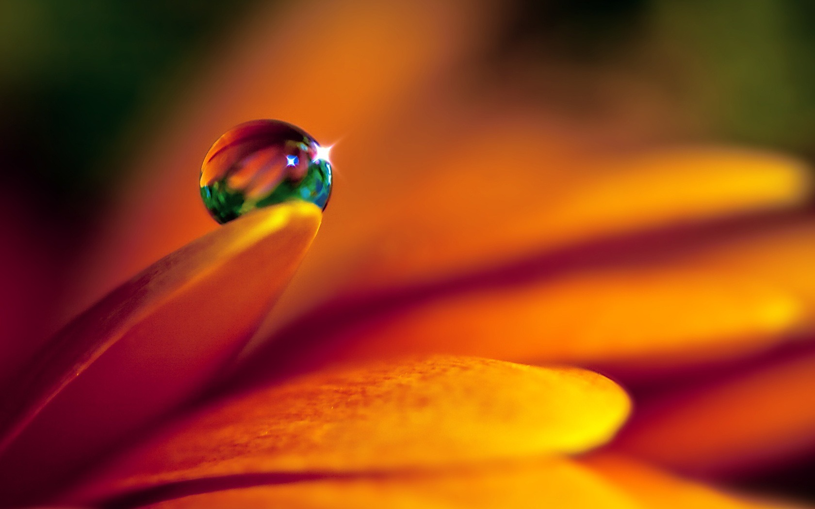 HD wallpaper flowers and drops of water #1 - 1680x1050