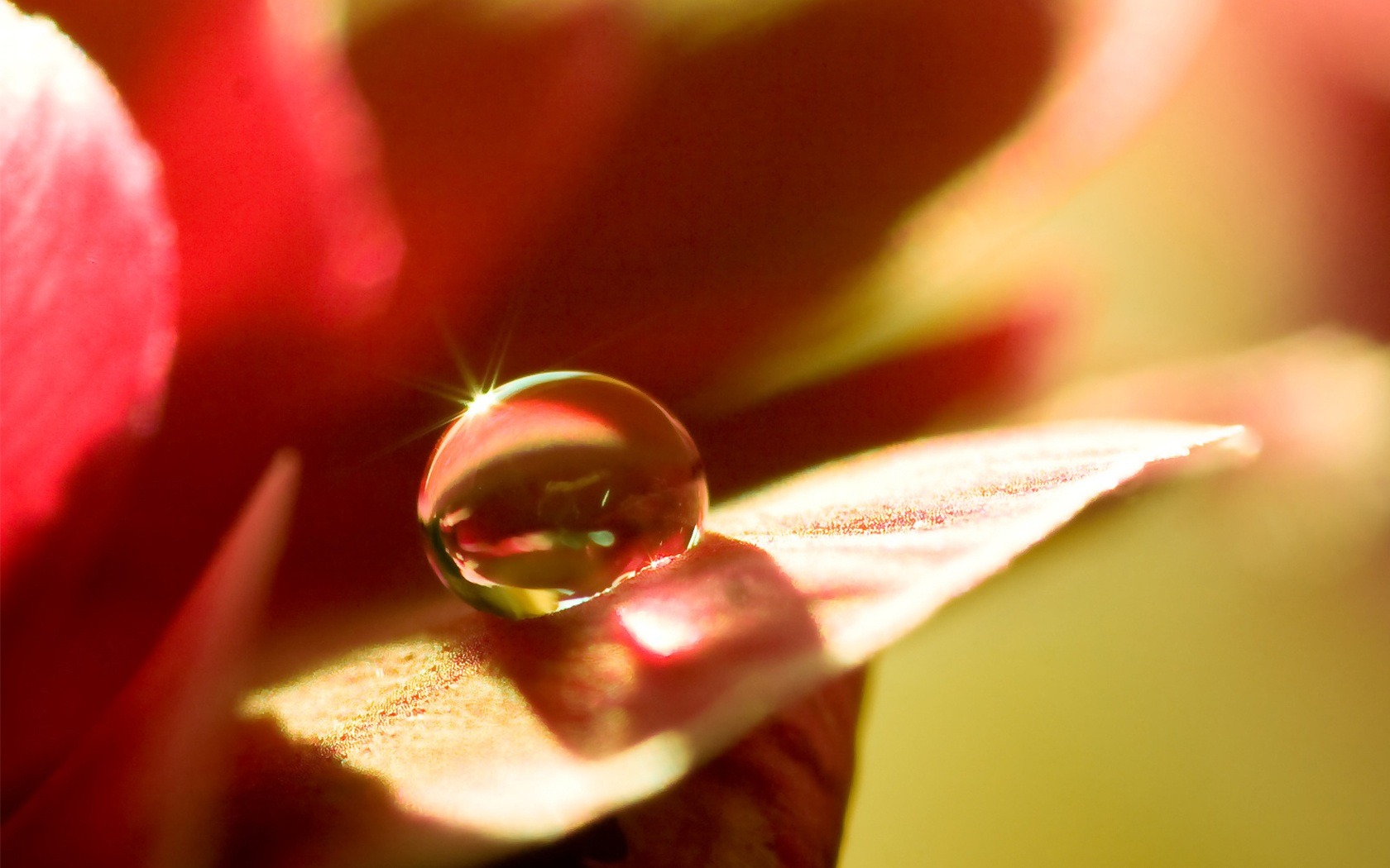 fleurs d'écran HD et des gouttes d'eau #3 - 1680x1050