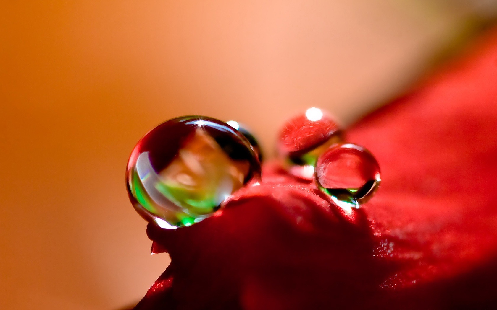 HD wallpaper flowers and drops of water #4 - 1680x1050