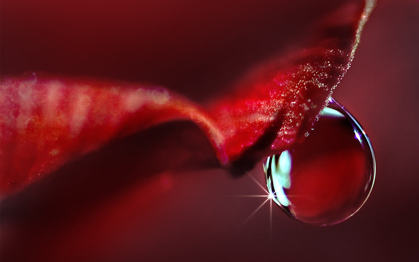 HD wallpaper flowers and drops of water #10 - 1680x1050