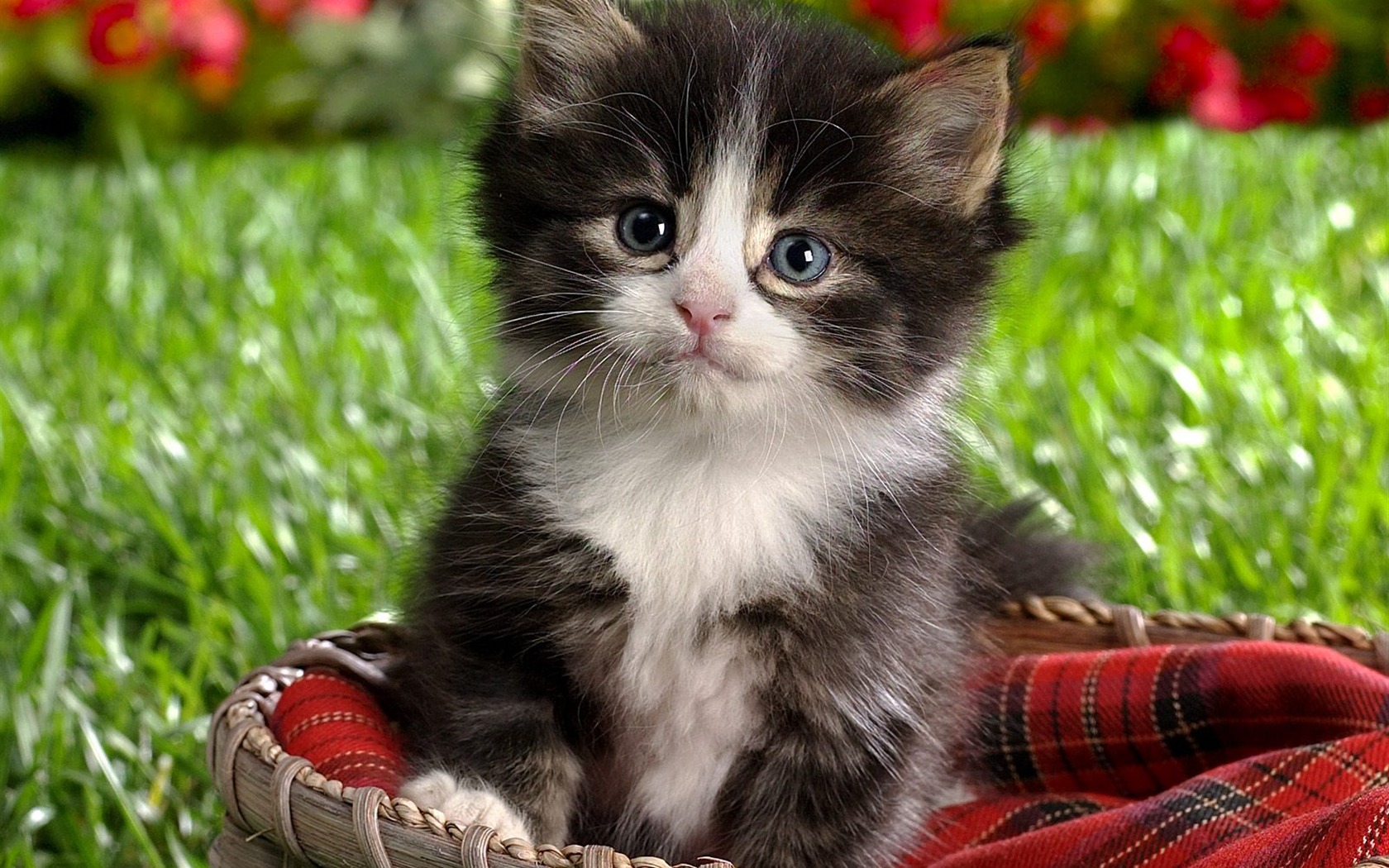 Animal Wallpaper Collection (11) #11 - 1680x1050