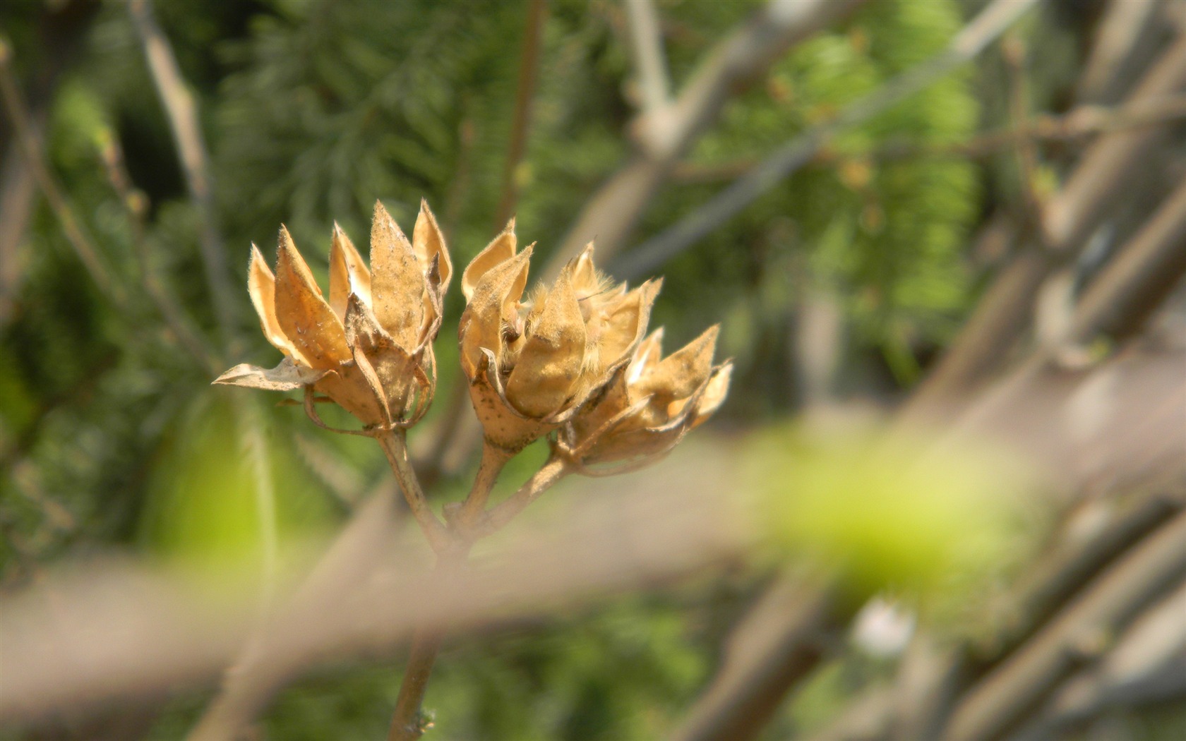 Flowers HD photography collection (1) #10 - 1680x1050