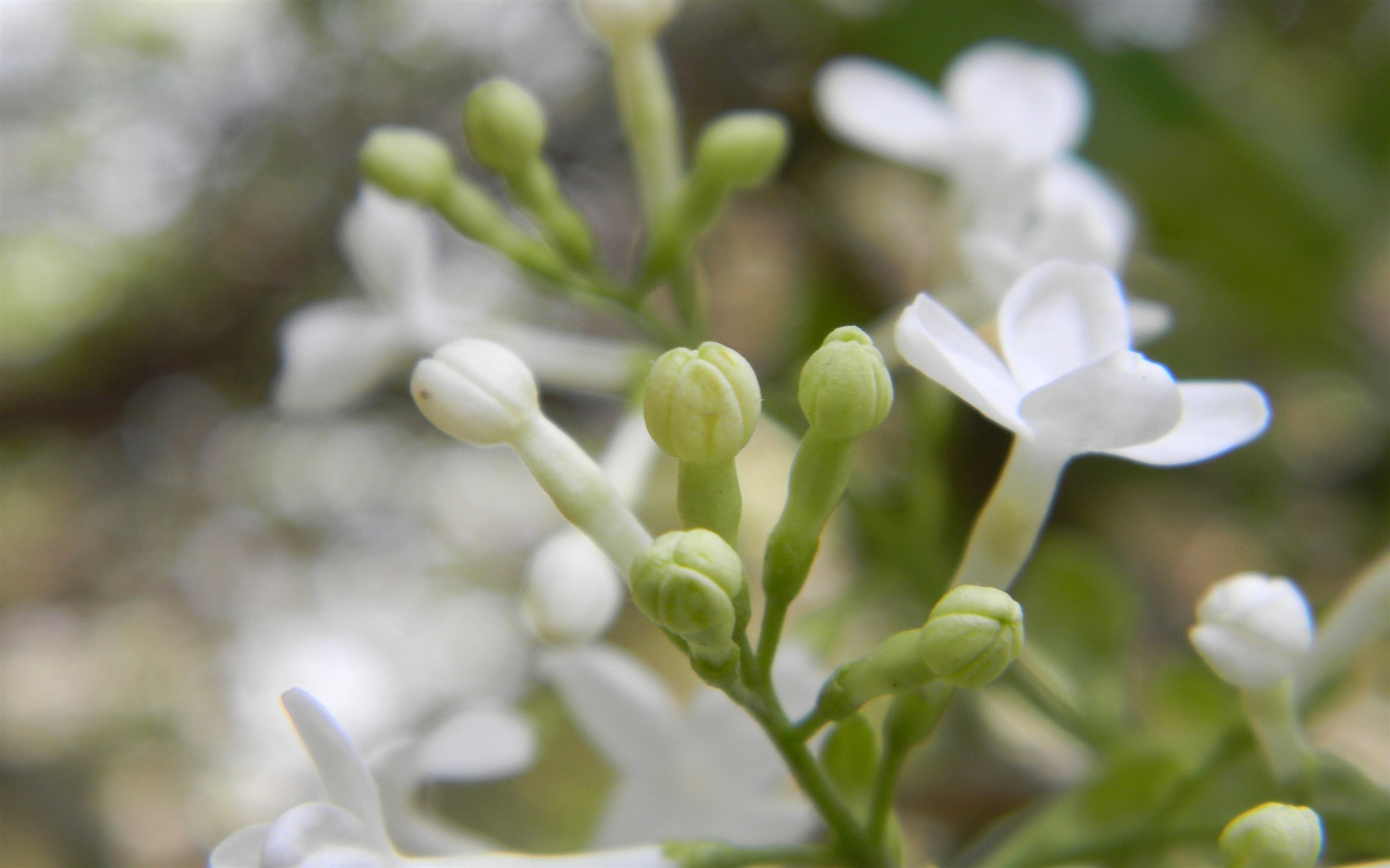Flowers HD photography collection (2) #19 - 1680x1050