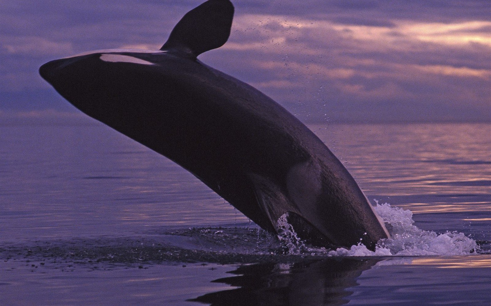 Animal Wallpaper Collection (12) #18 - 1680x1050