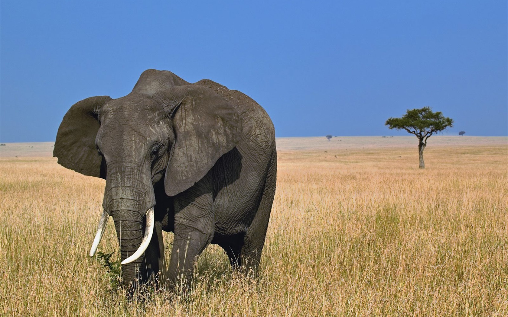 Animal Wallpaper Collection (14) #7 - 1680x1050