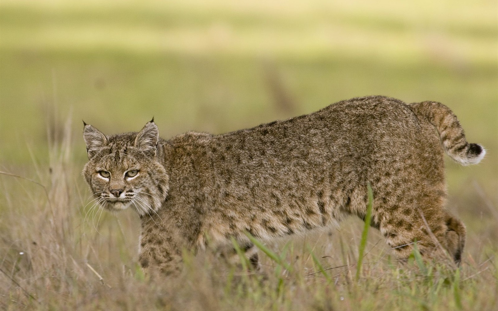 Animal Wallpaper Collection (15) #16 - 1680x1050