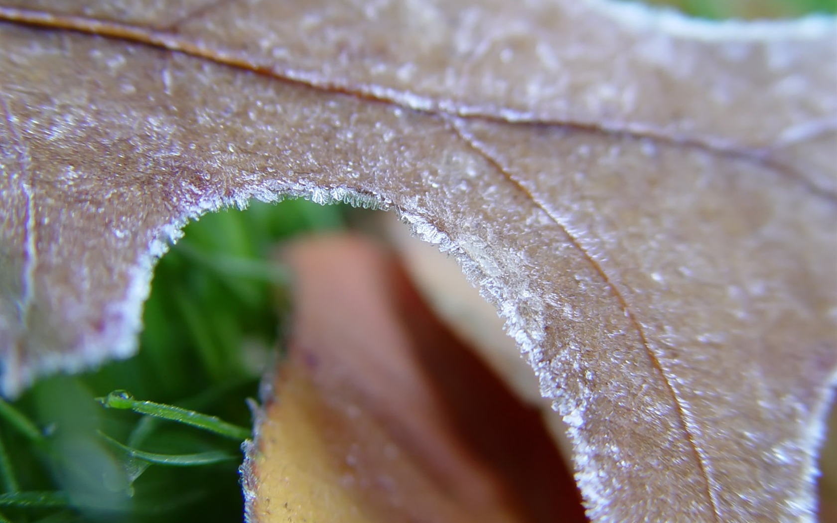 Ice plant Wallpapers Album (2) #7 - 1680x1050