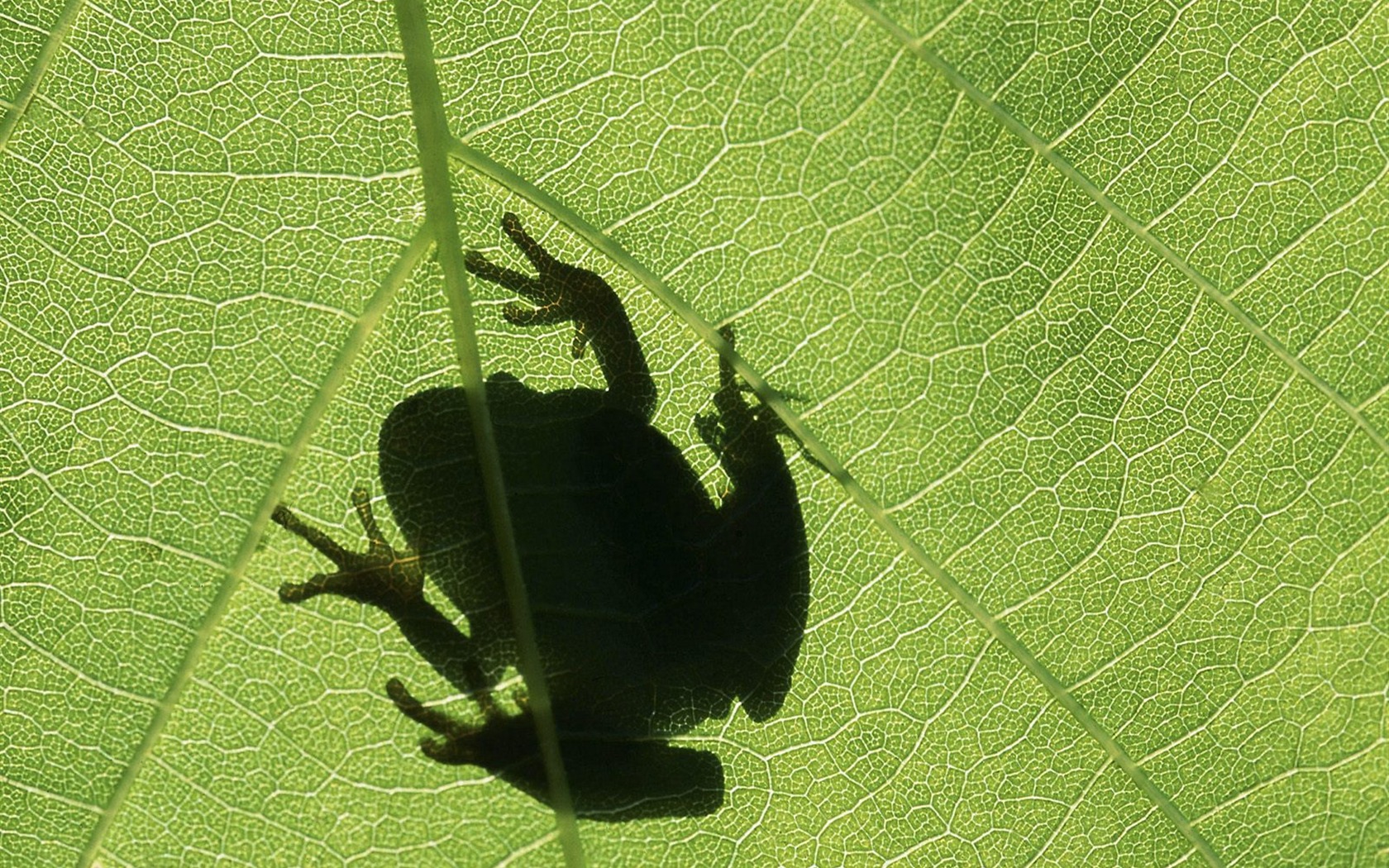 zvířat Wallpaper kolekce (17) #12 - 1680x1050
