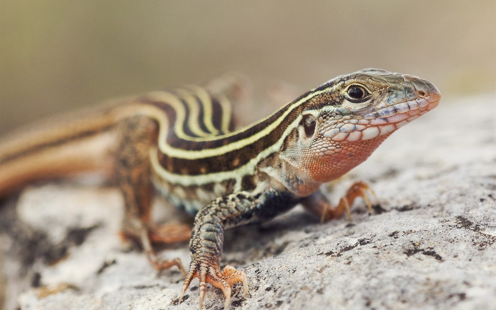Animal Wallpaper Collection (17) #18 - 1680x1050