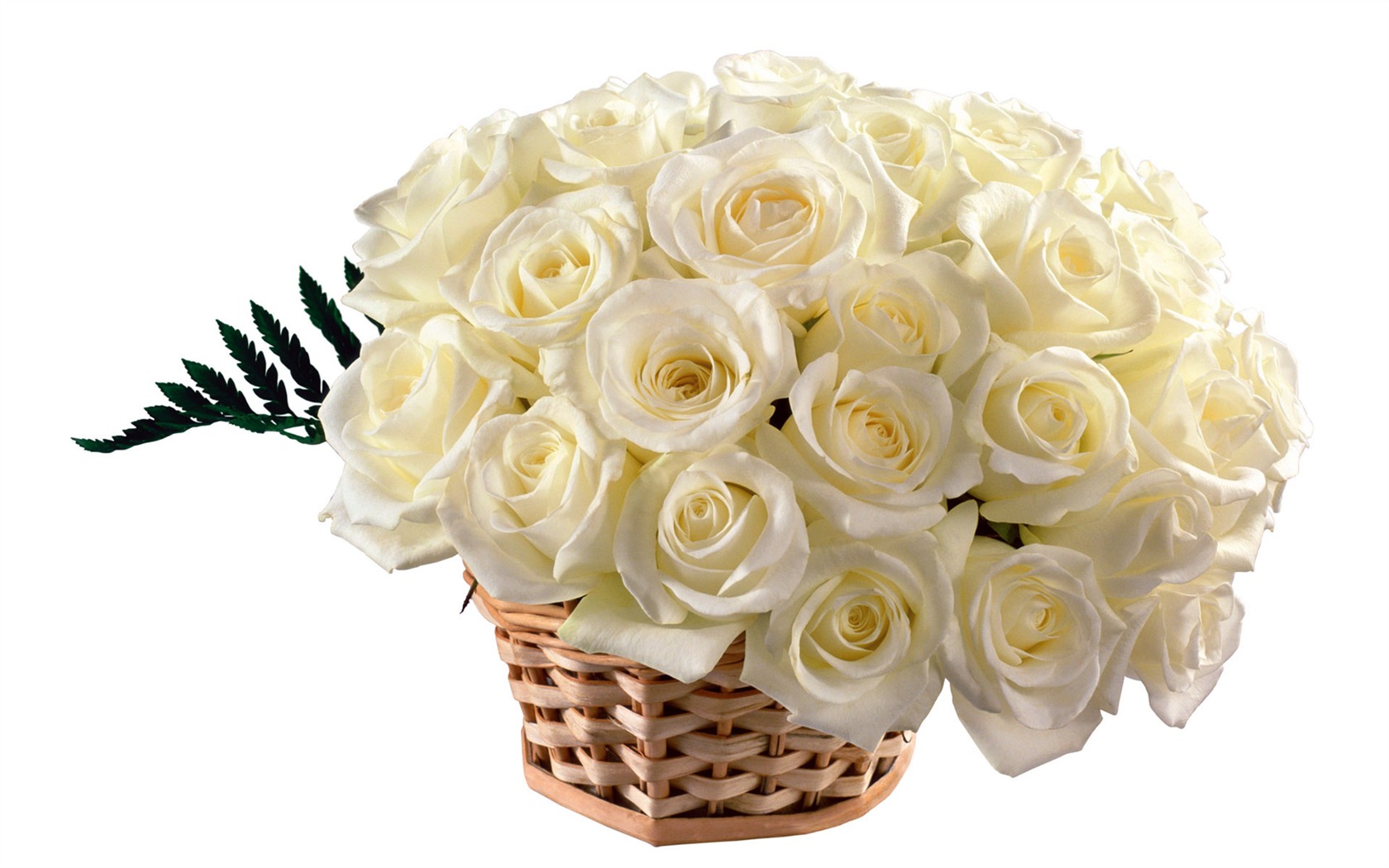 Rose Foto tapety (5) #6 - 1680x1050