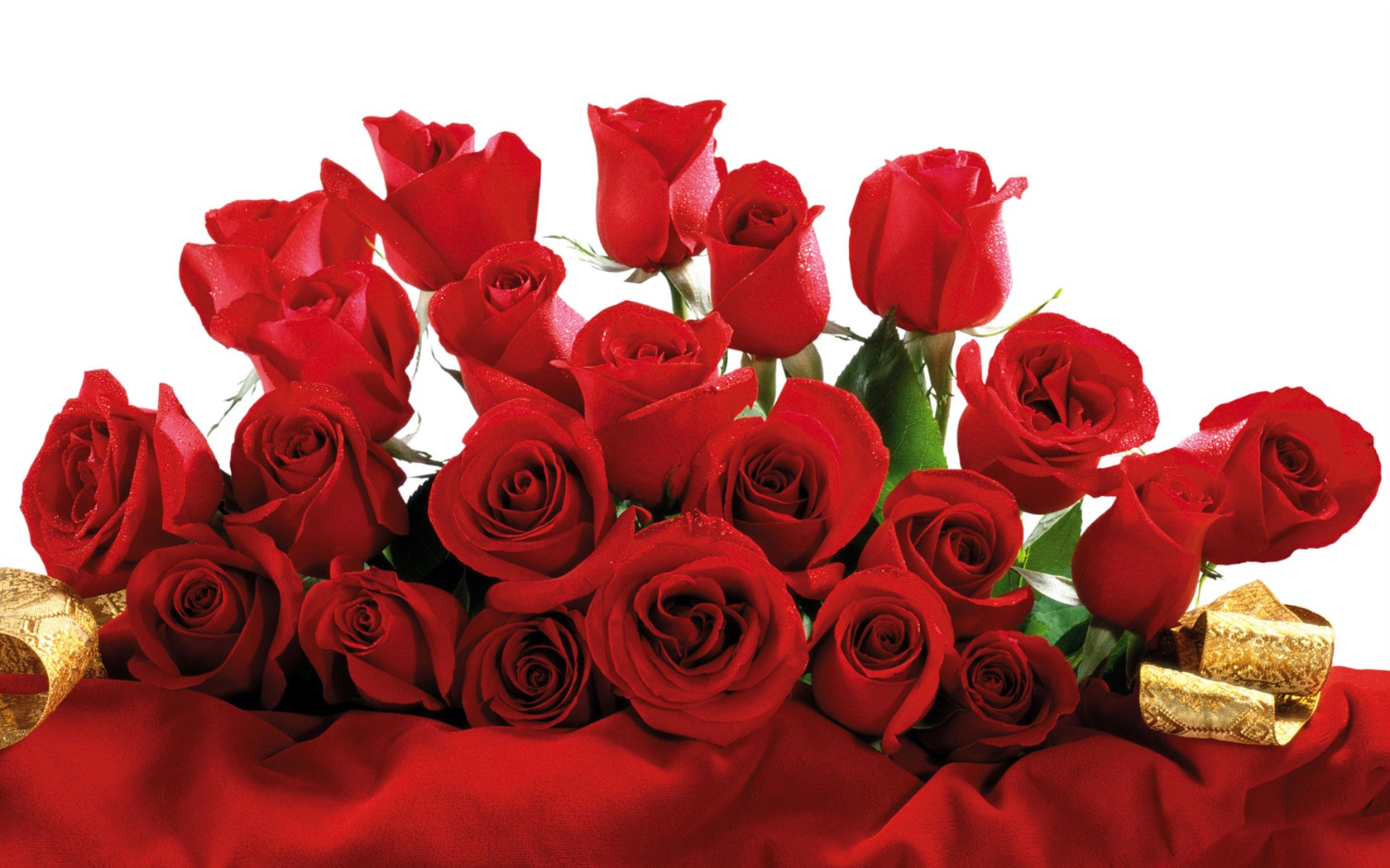 Rose Foto tapety (5) #7 - 1680x1050