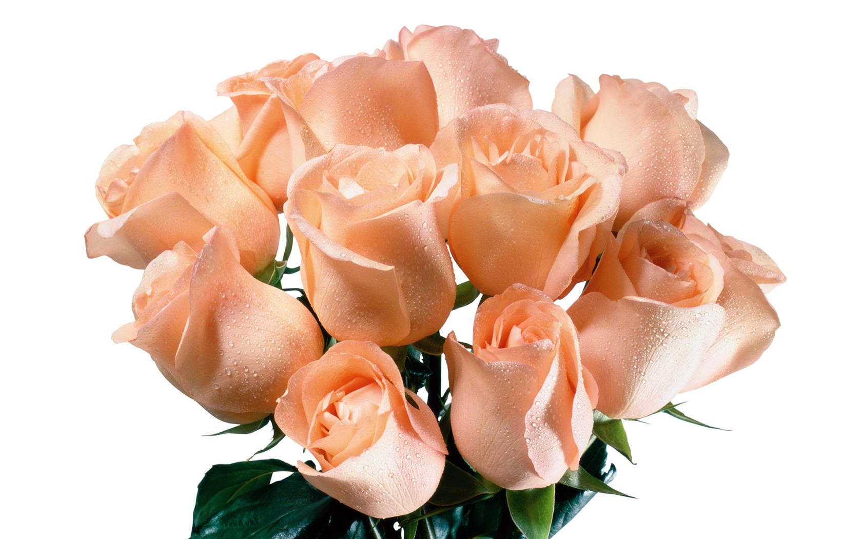 Rose Foto tapety (5) #9 - 1680x1050