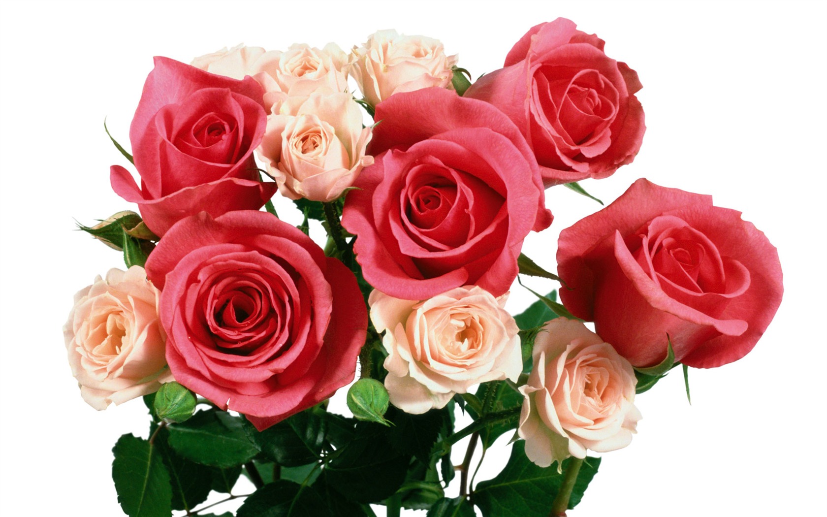 Rose Foto tapety (5) #10 - 1680x1050