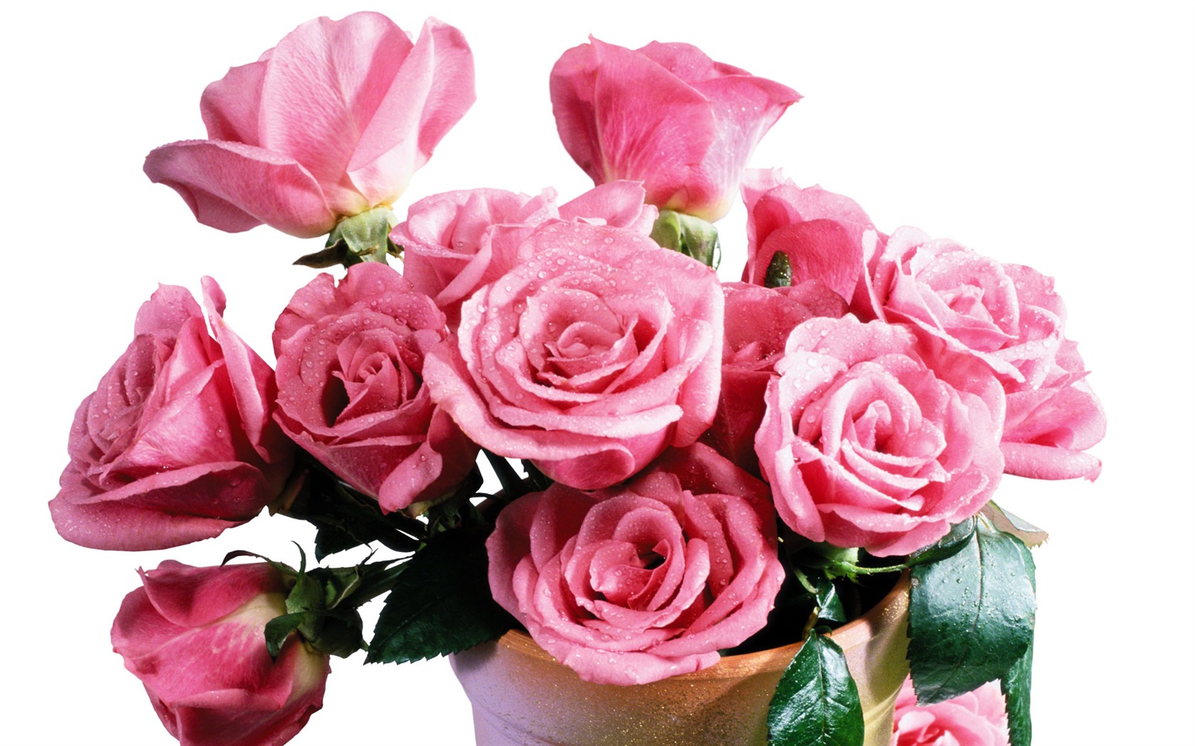 Rose Foto tapety (5) #12 - 1680x1050