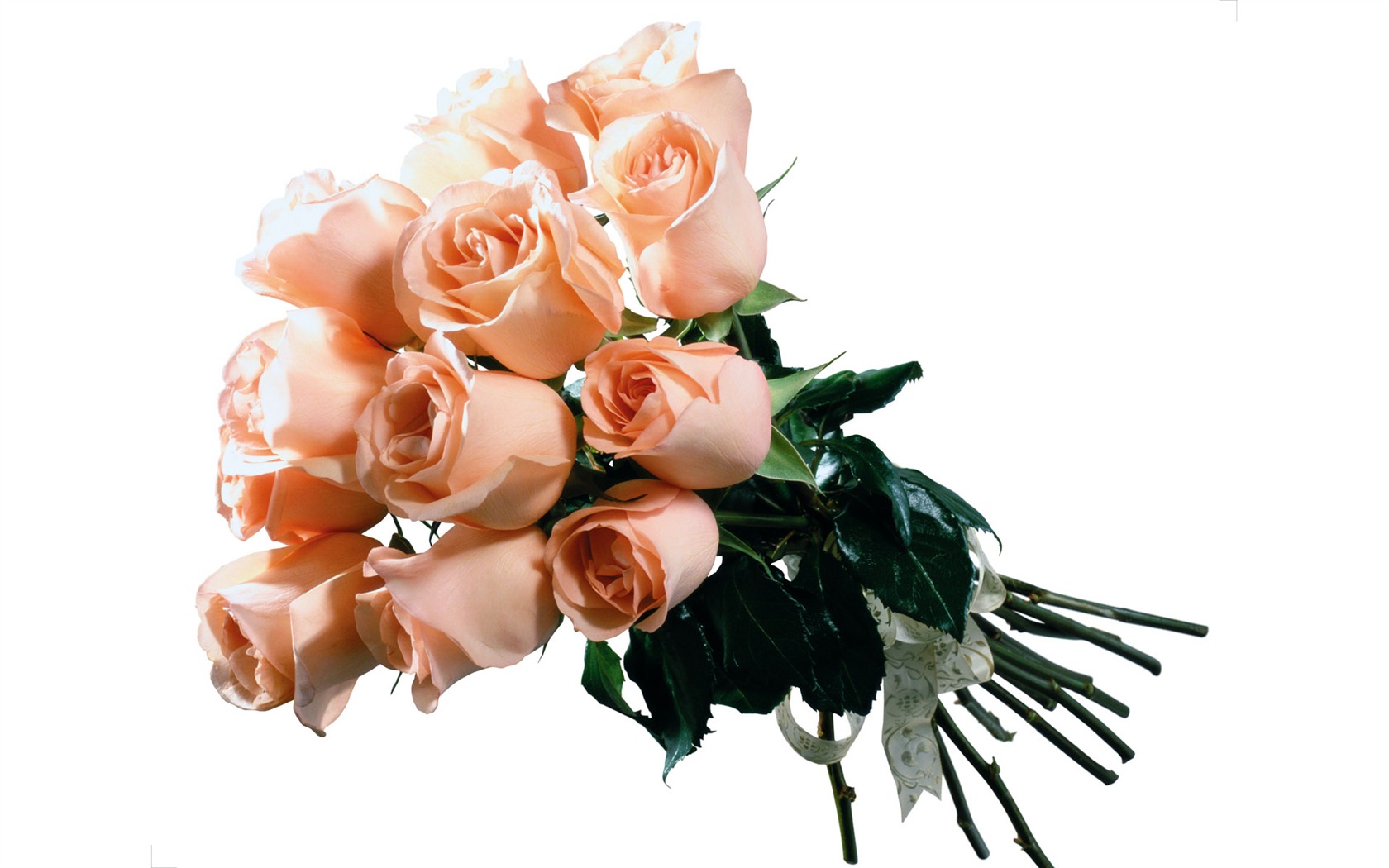 Rose Foto tapety (5) #15 - 1680x1050