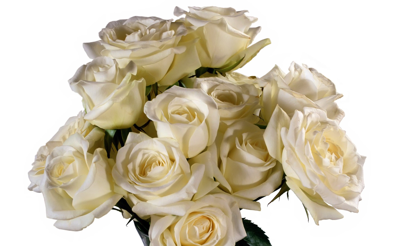Rose Foto tapety (5) #18 - 1680x1050
