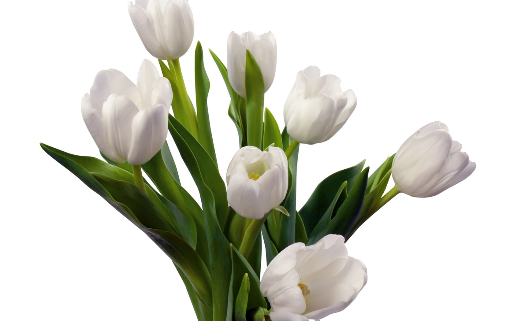 Tulip tapety album (1) #2 - 1680x1050
