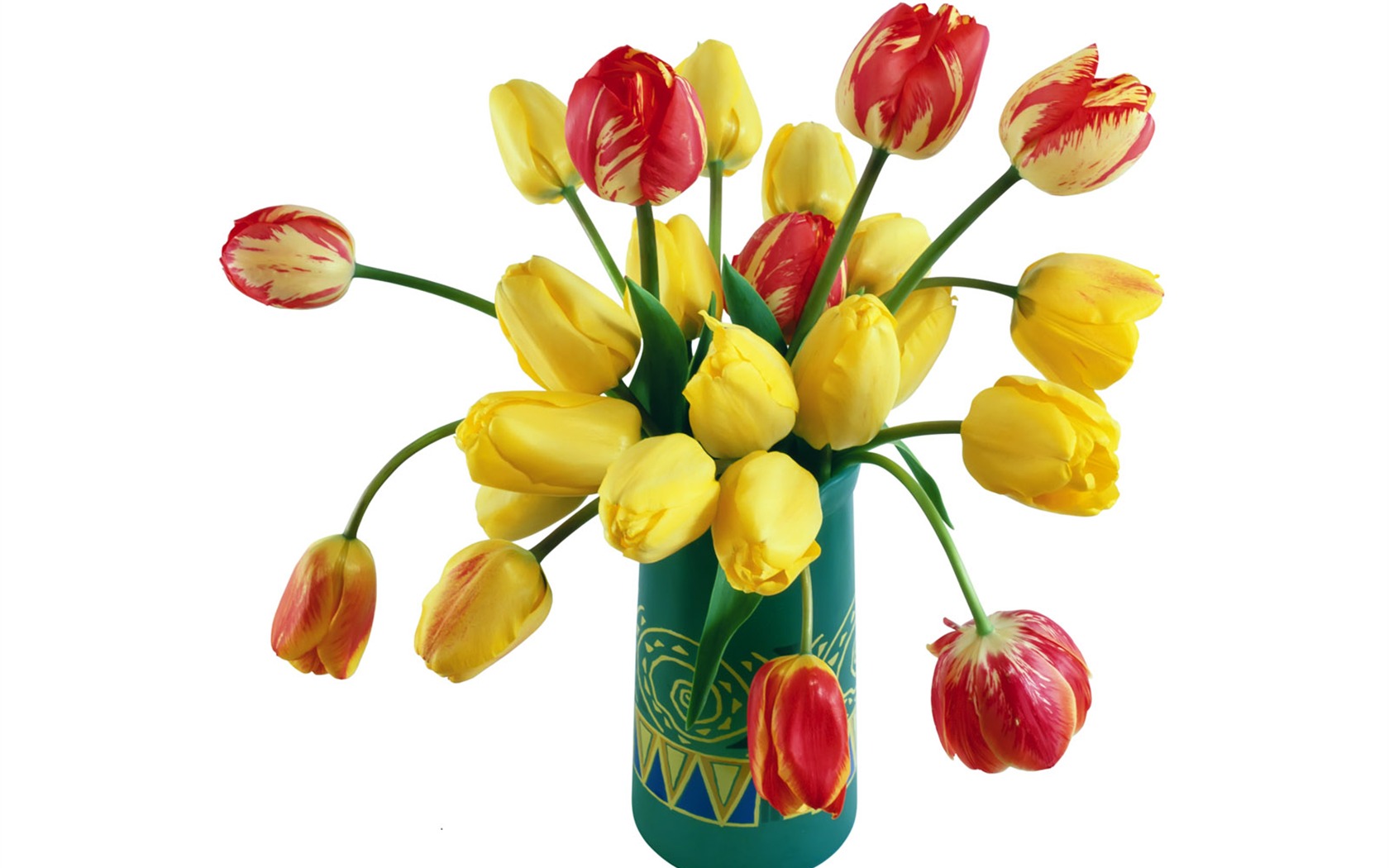Tulip tapety album (1) #3 - 1680x1050