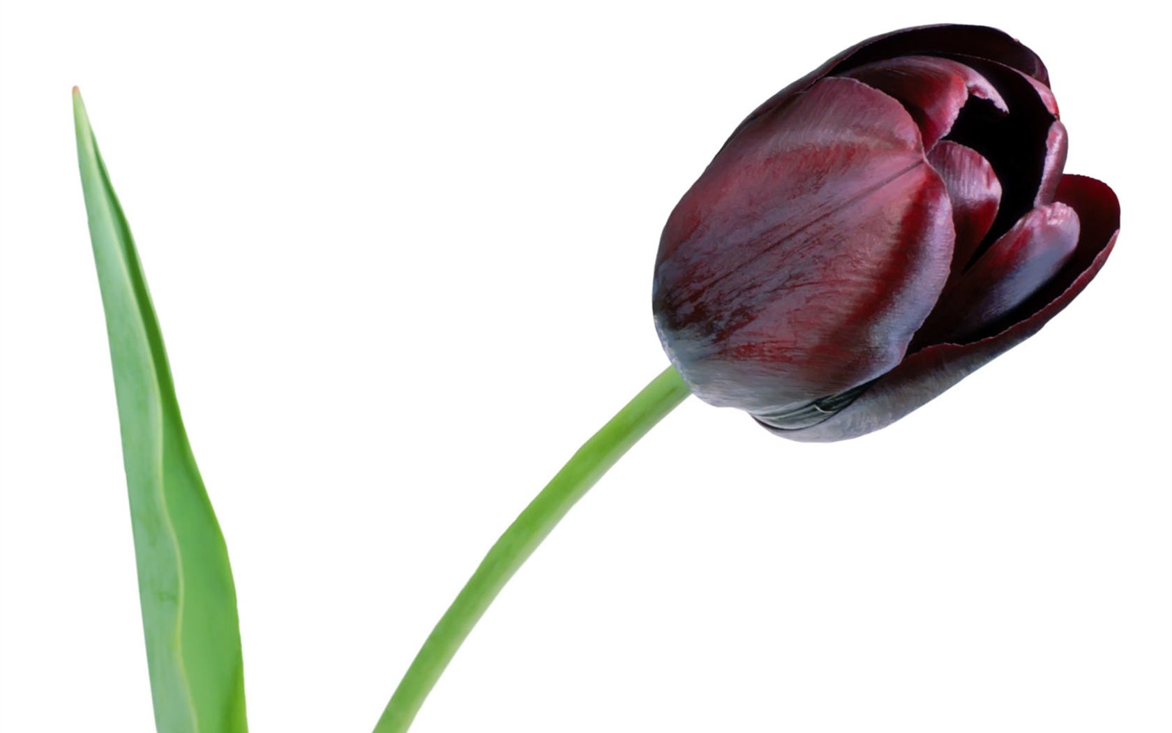 Tulip tapety album (1) #7 - 1680x1050