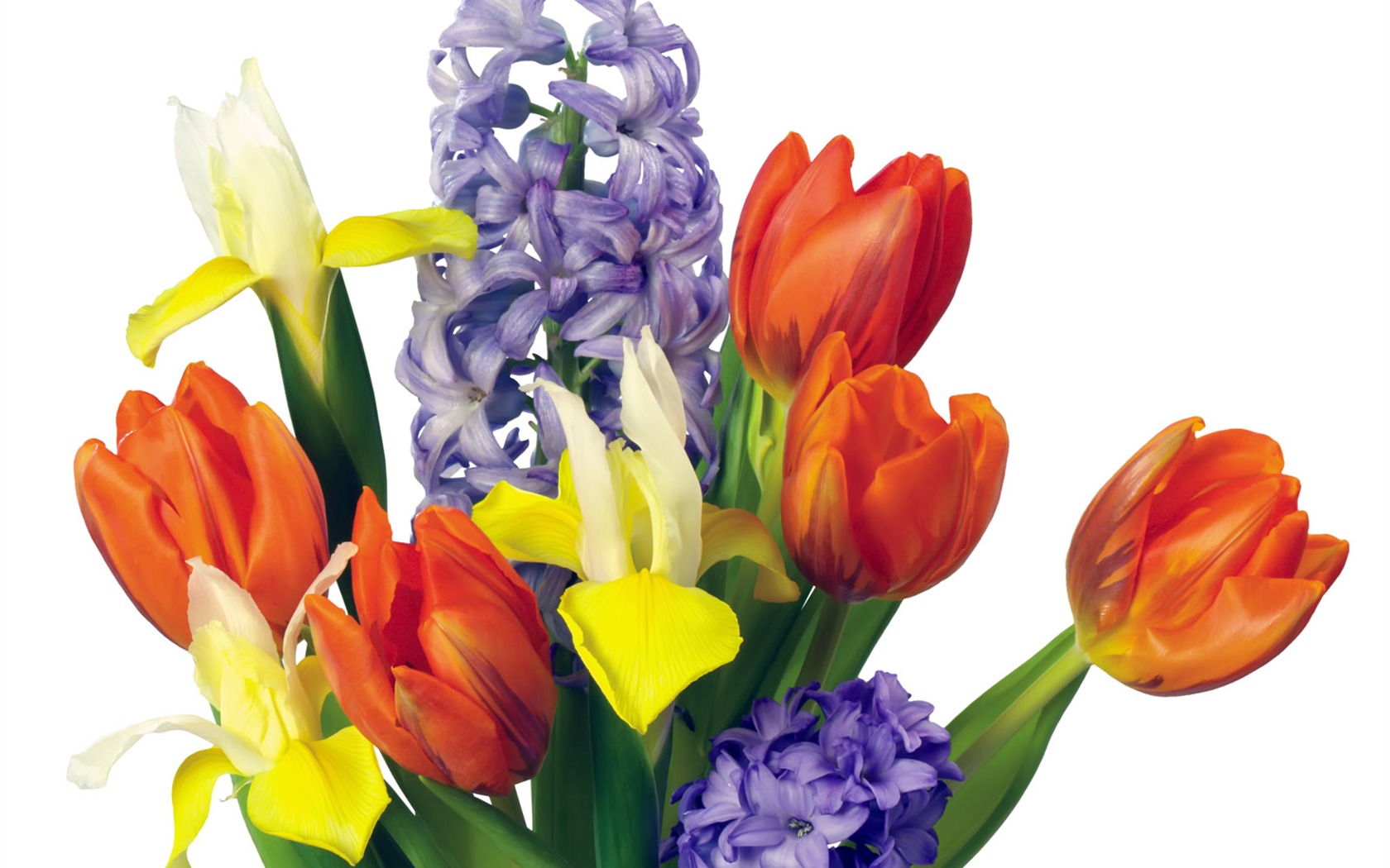 Tulip tapety album (1) #11 - 1680x1050