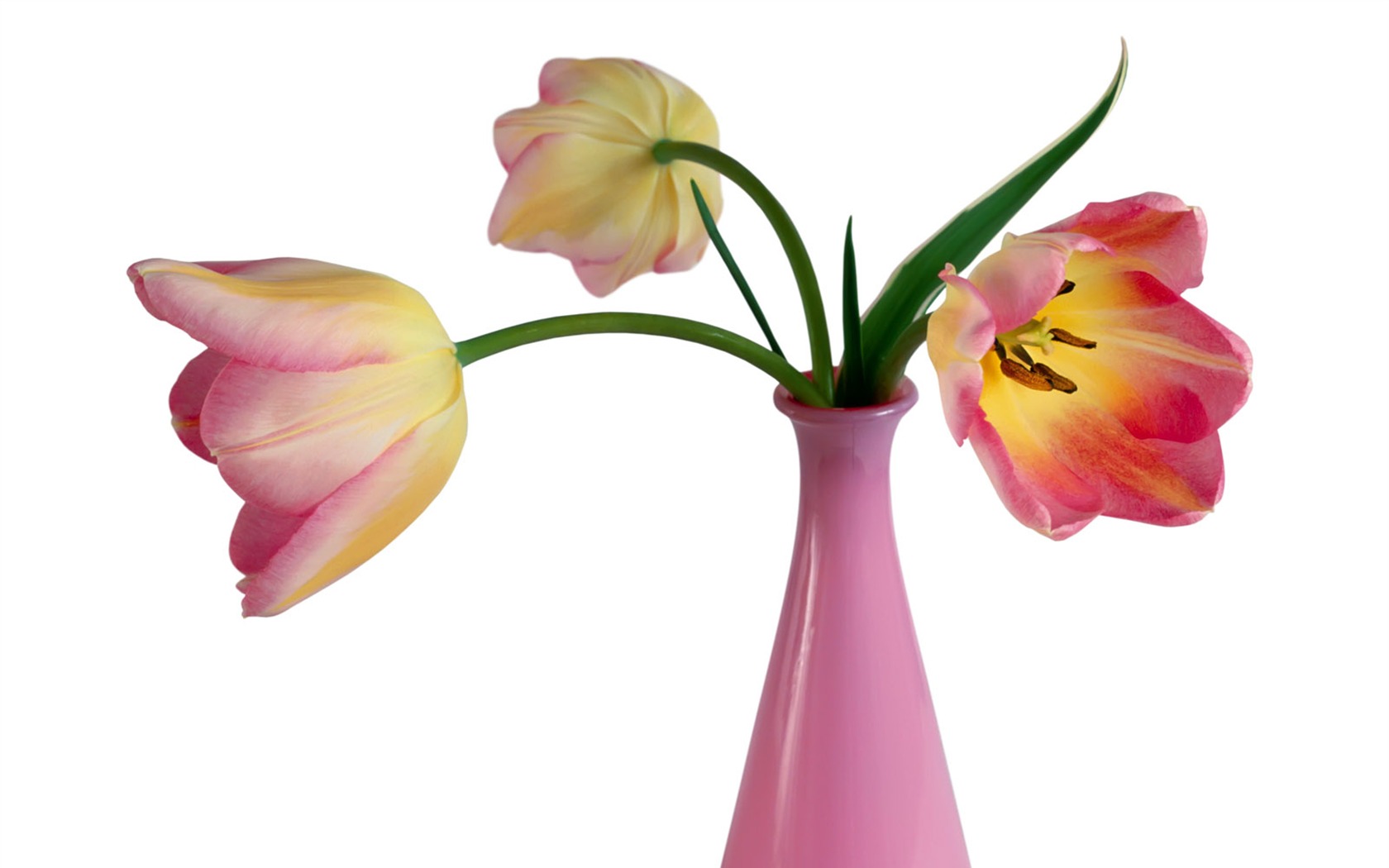 Tulip tapety album (1) #14 - 1680x1050